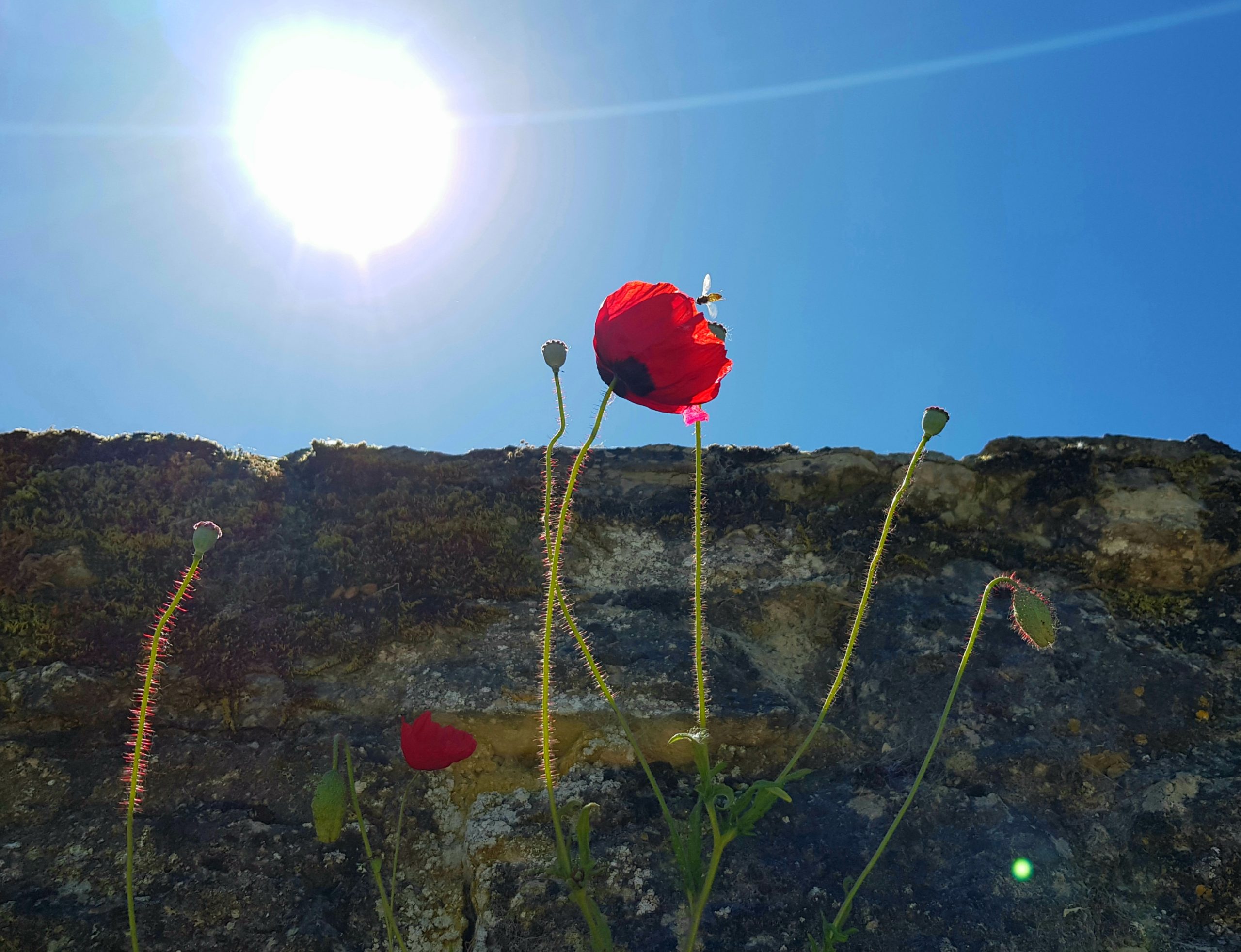 Mur au coquelicot à l&rsquo;abeille