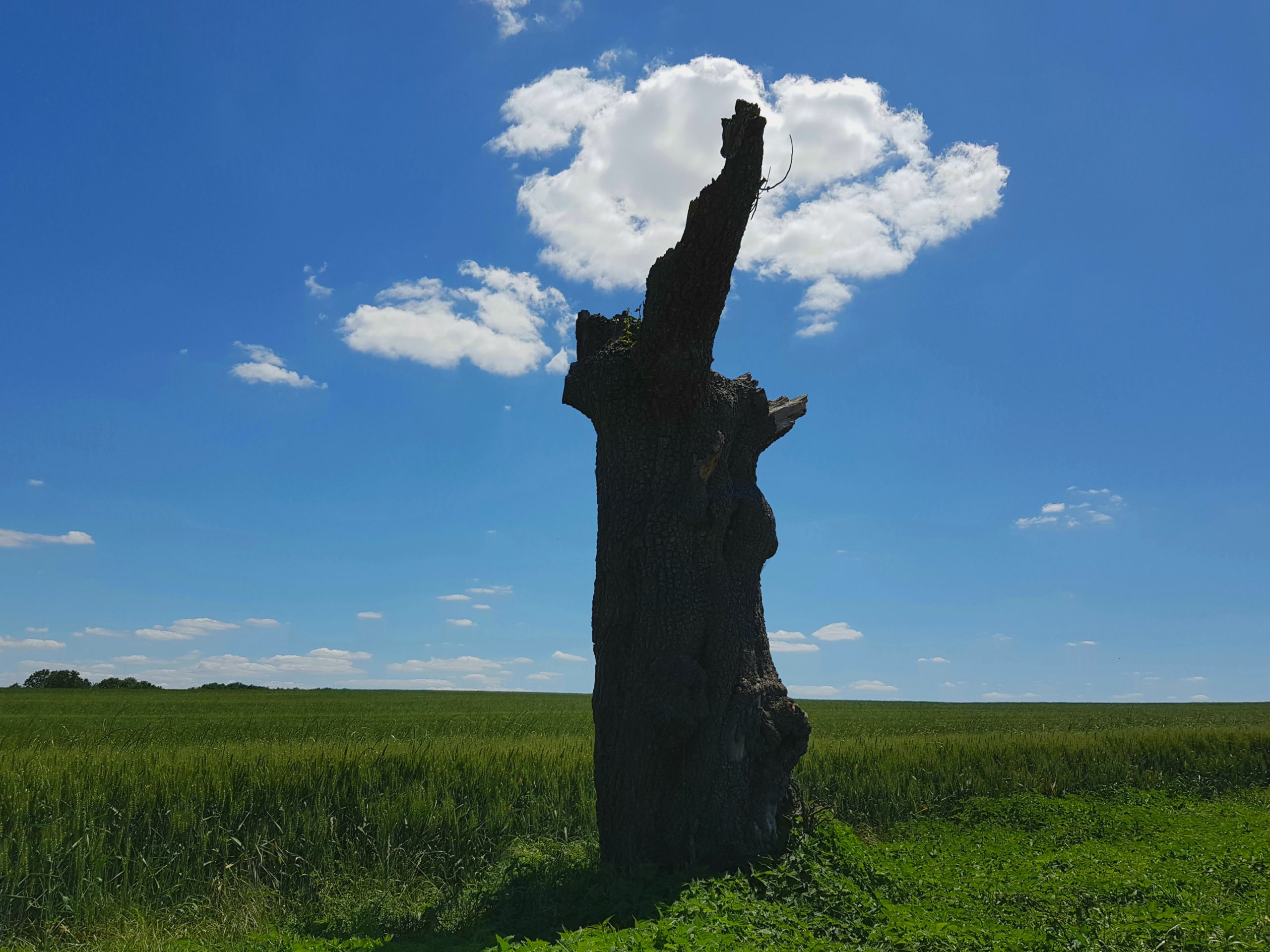 Arbre mort à Saint-Martin du Tertre