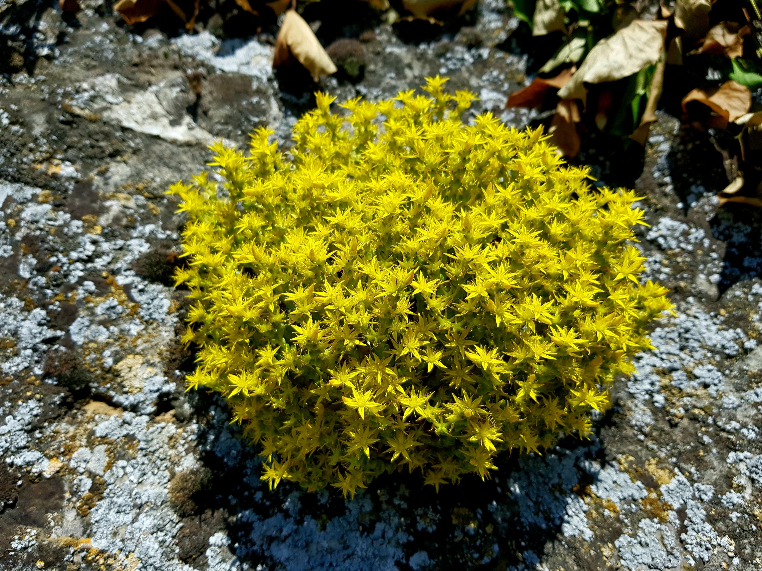 Fleurs jaunes sur un mur (orpin âcre)