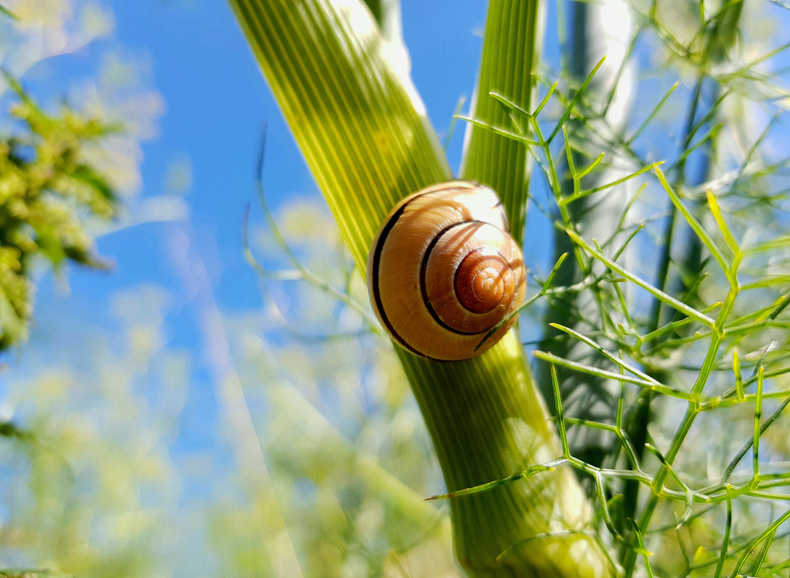 Escargot breton sur fenouil