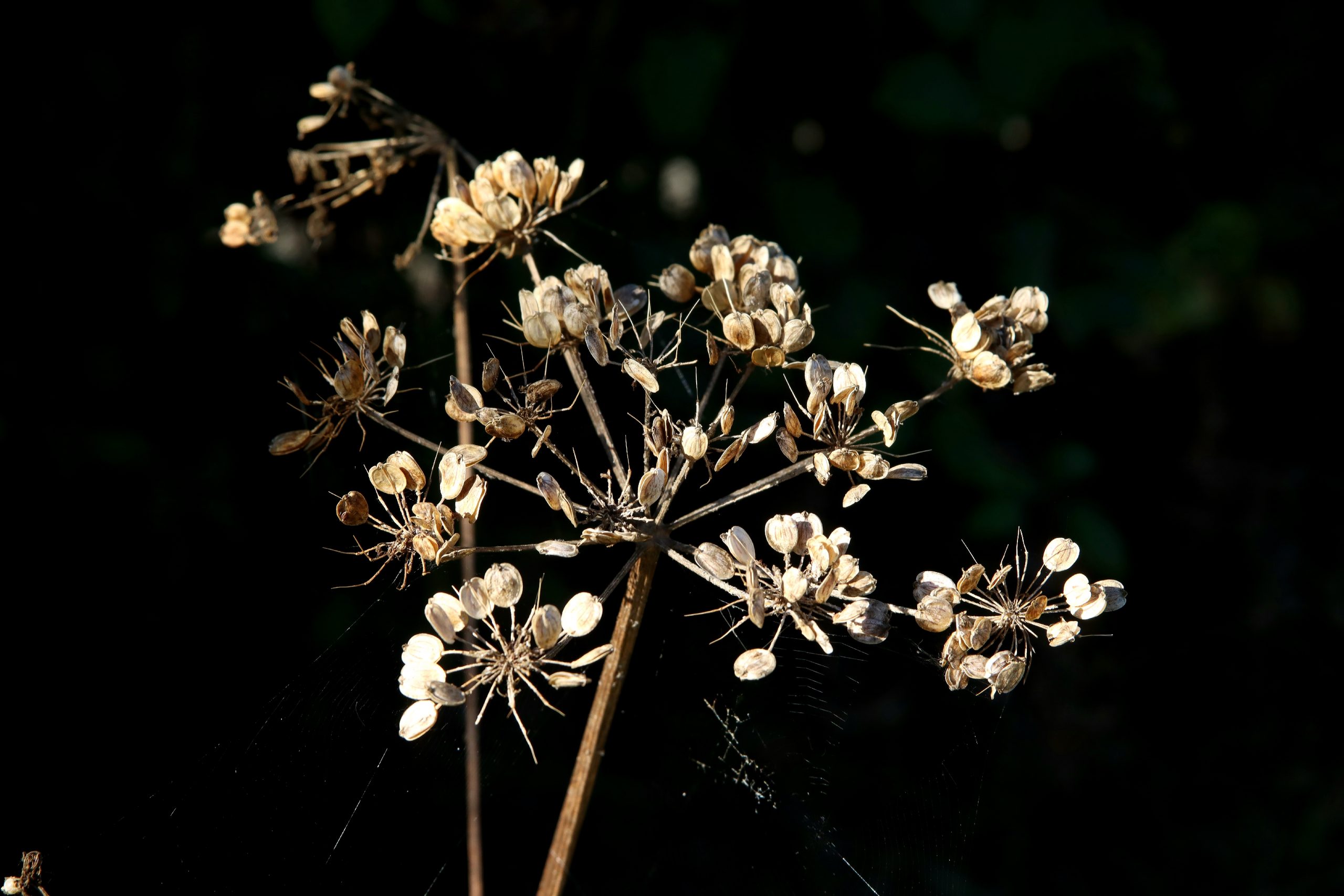 Plante (Carotte ?)