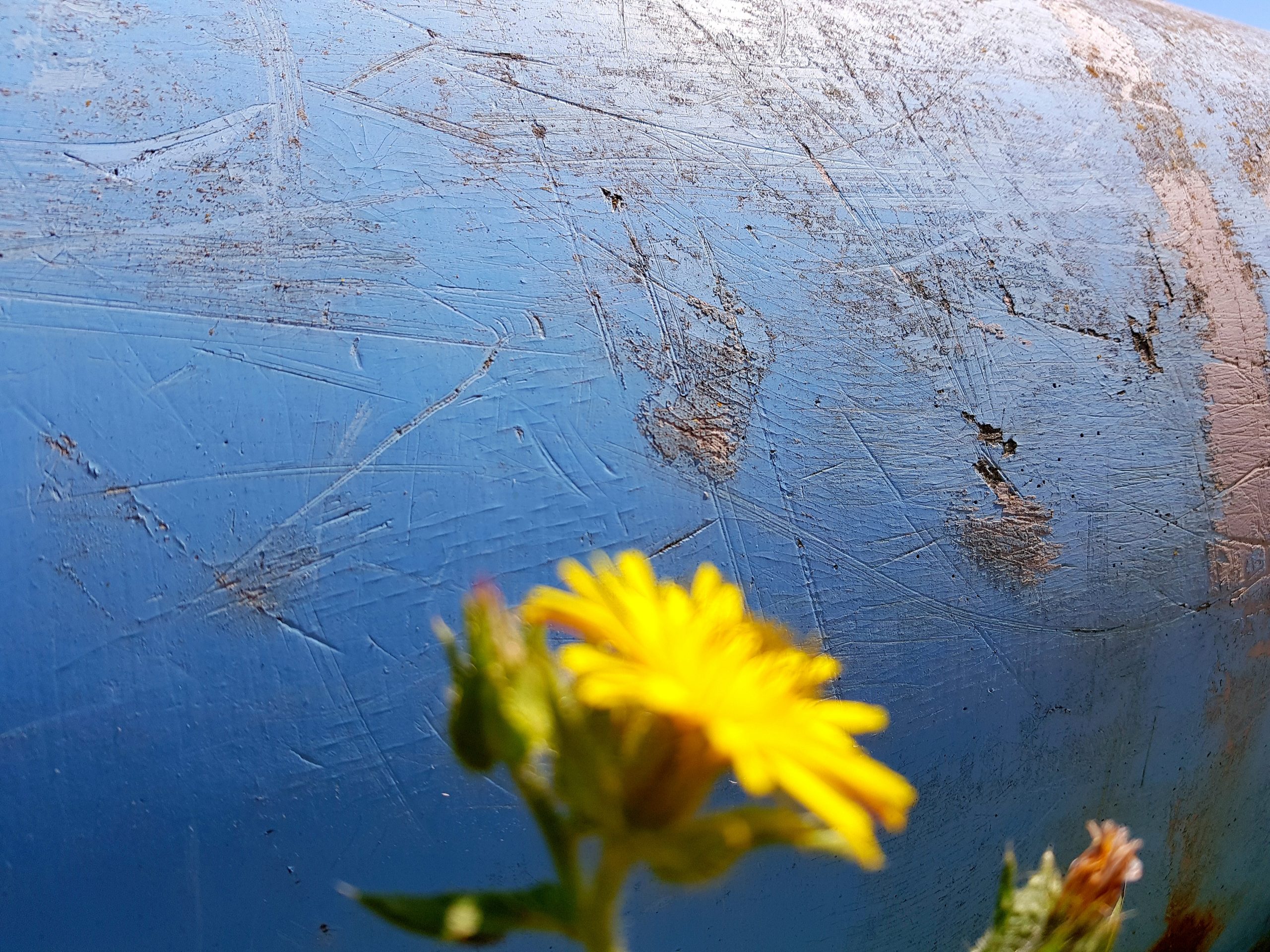 Coque bleue à la fleur jaune