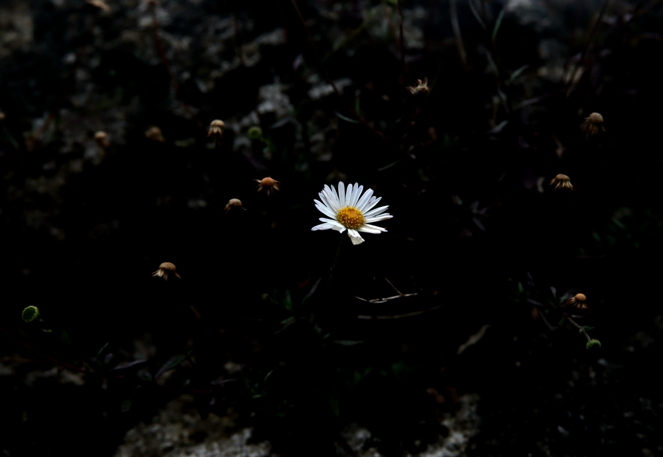 Marguerite sur un mur