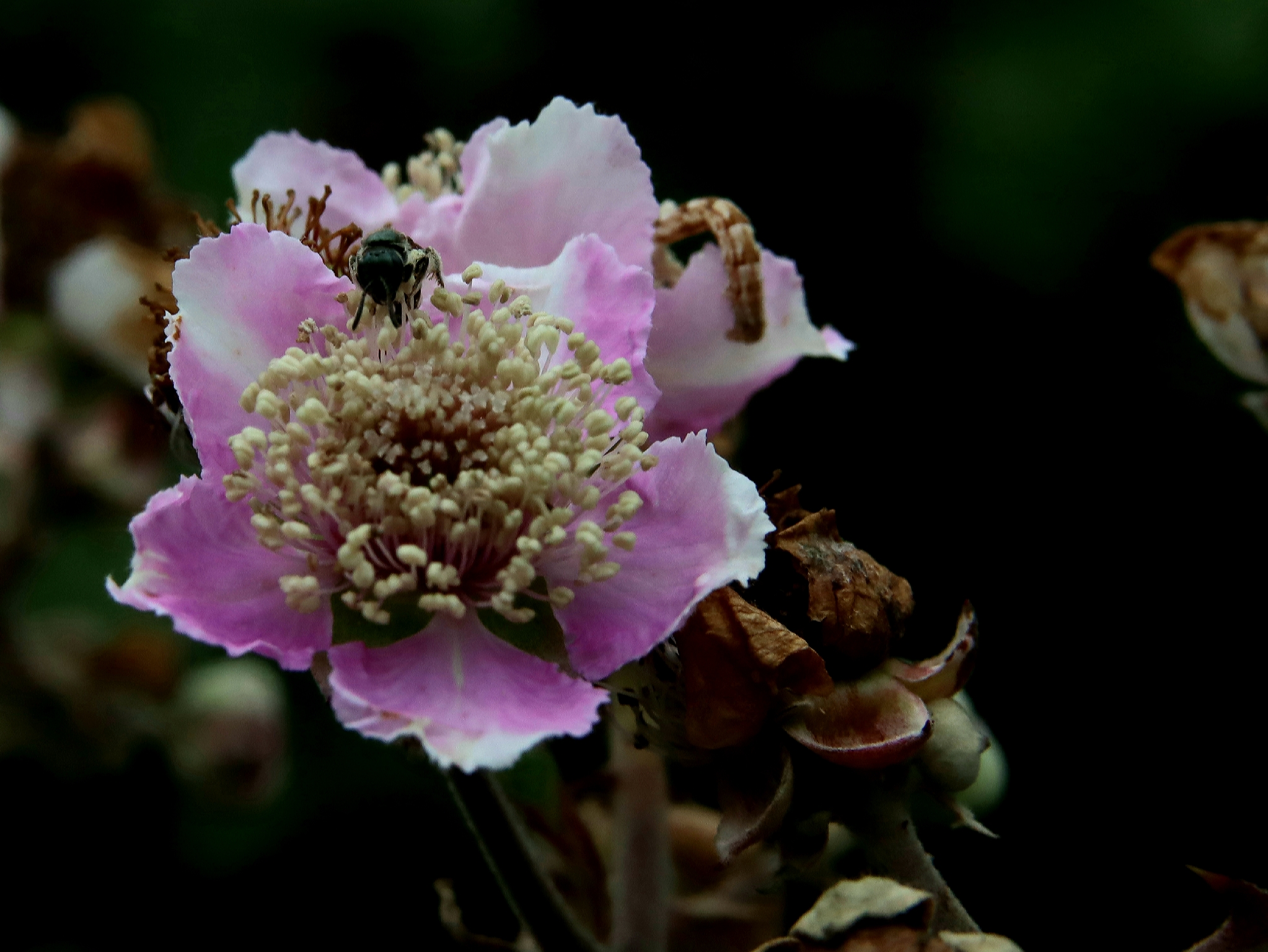 Récolte de pollen