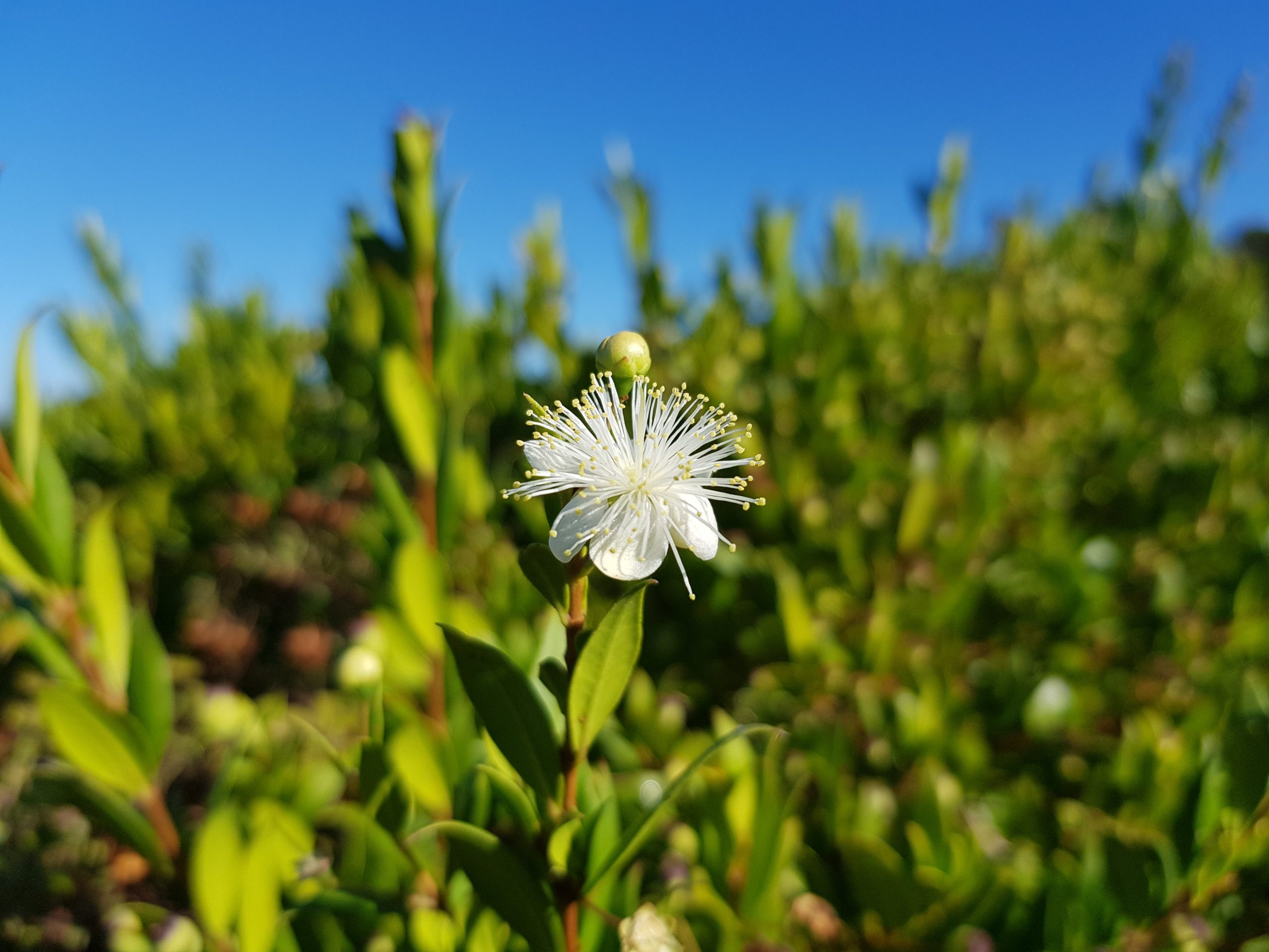 Merveille