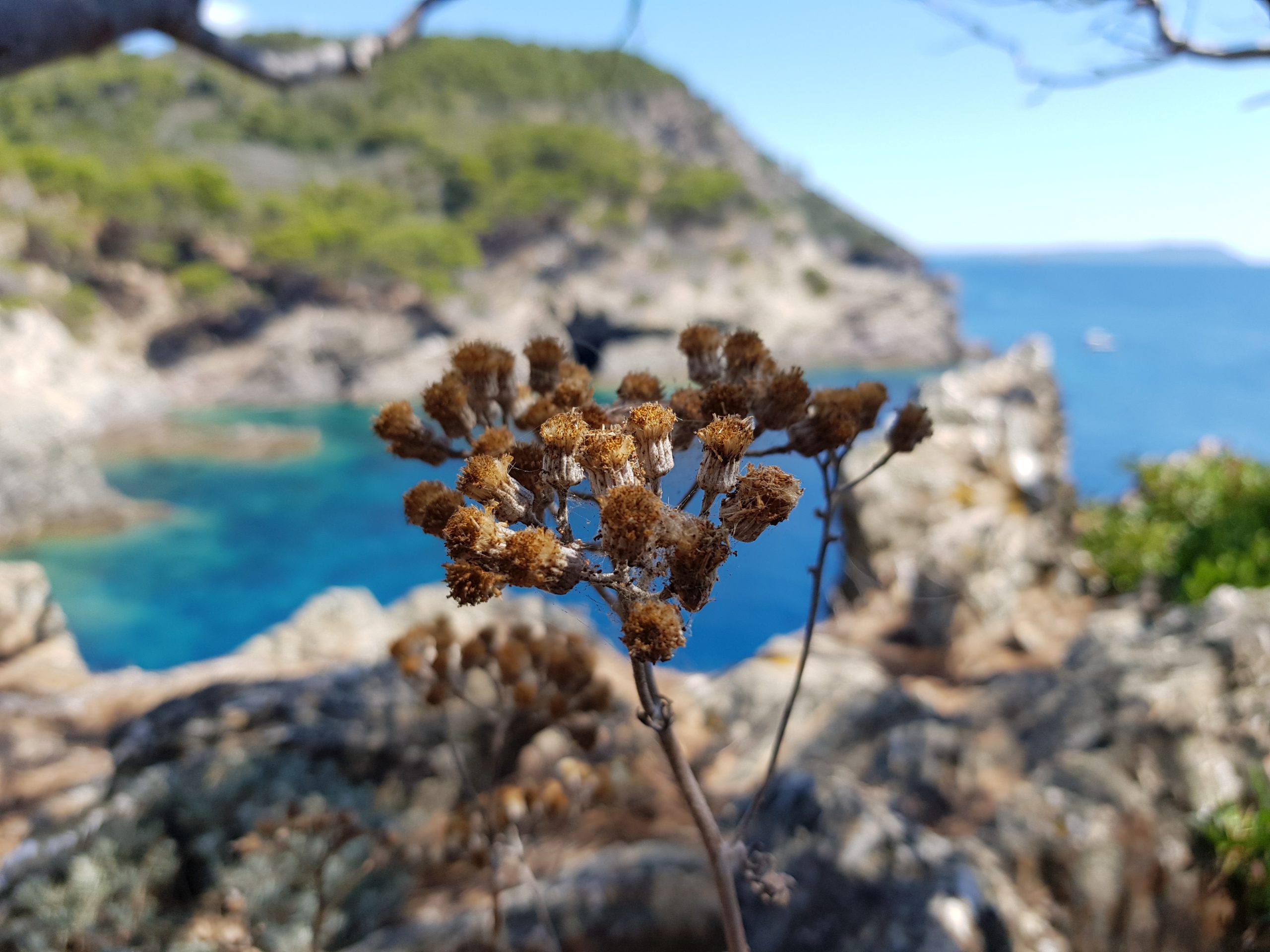 Immortelles de l&rsquo;Oustaou