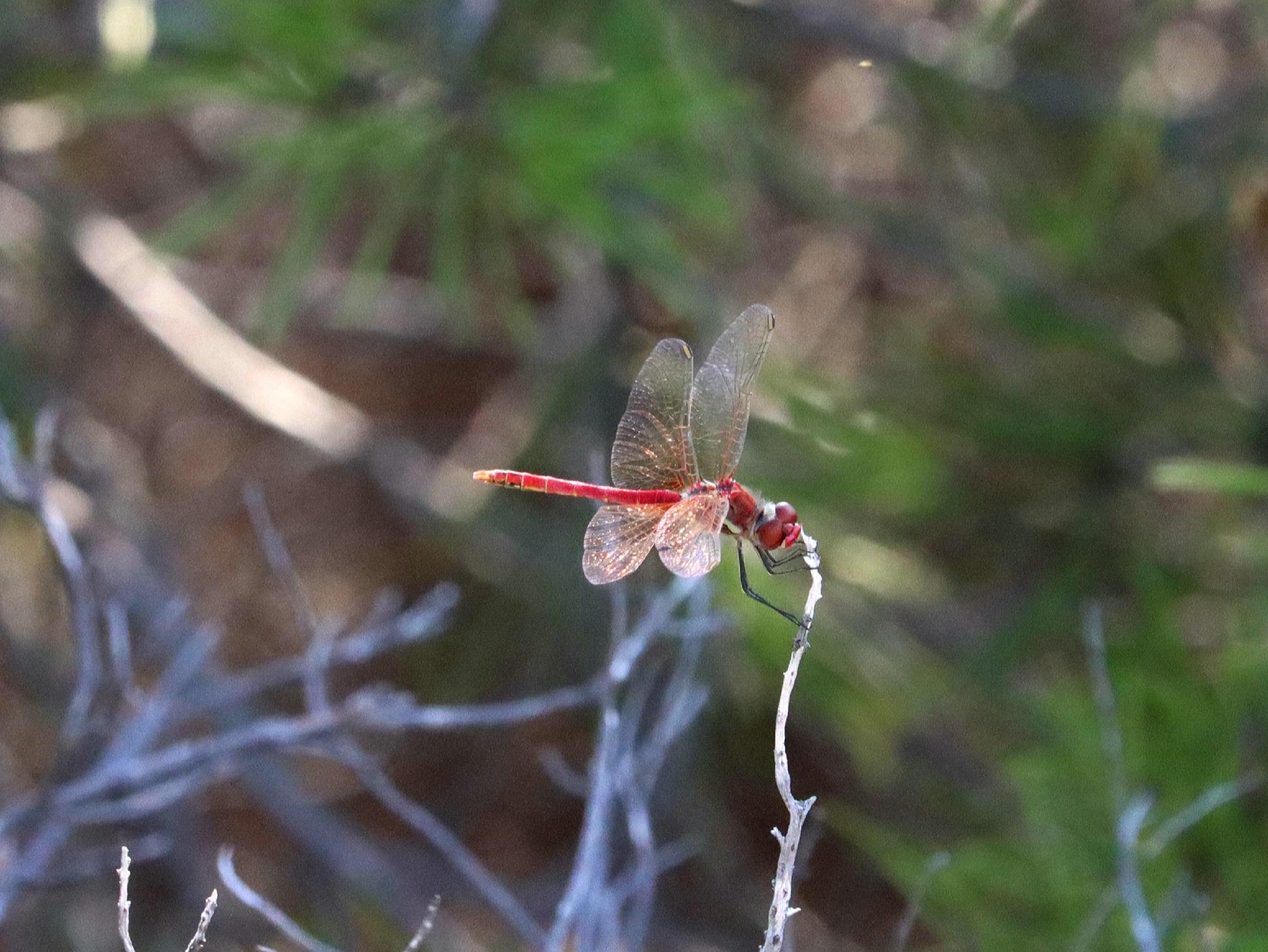 Rouge, la libellule