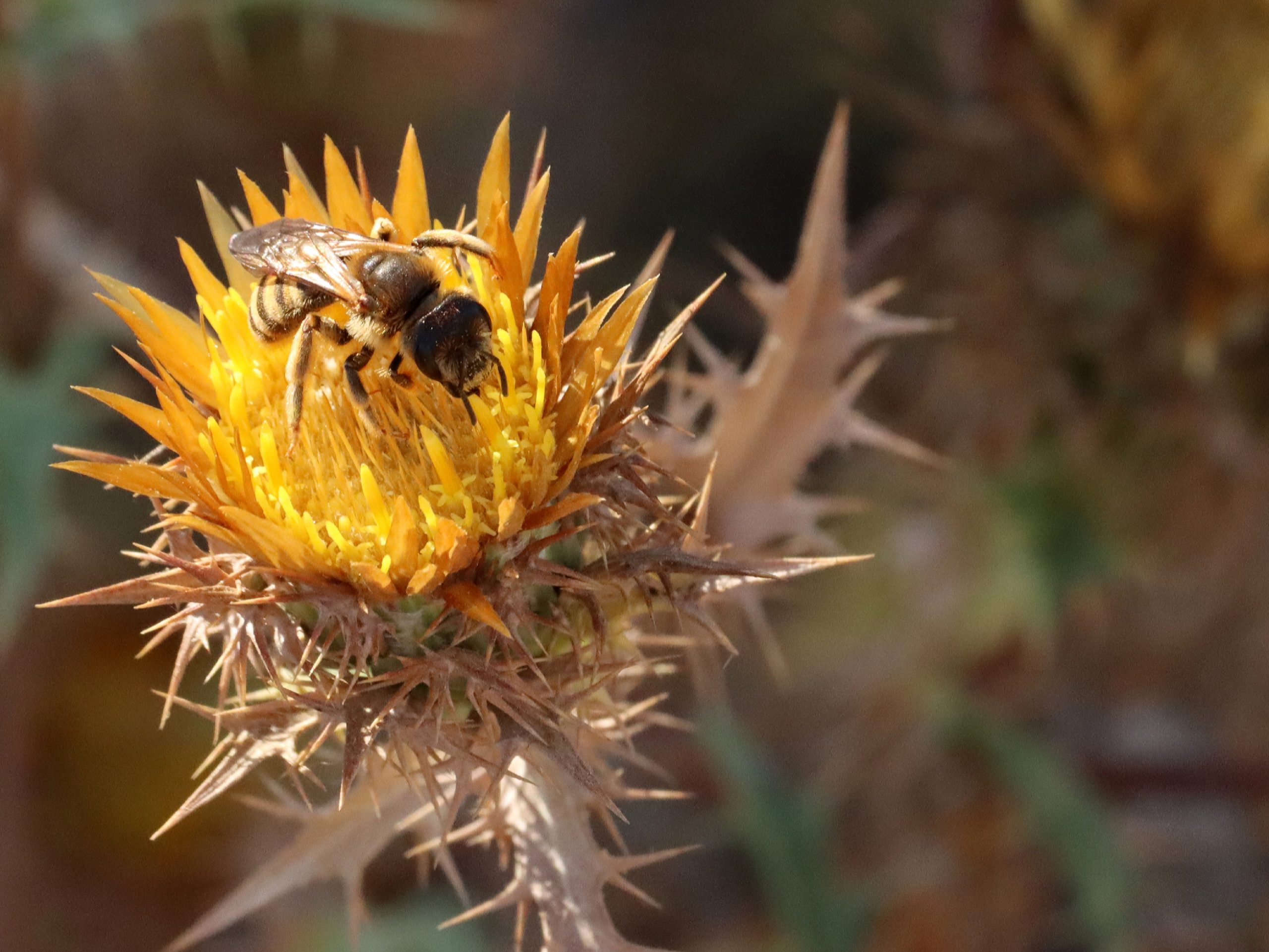 Abeille butinant un chardon