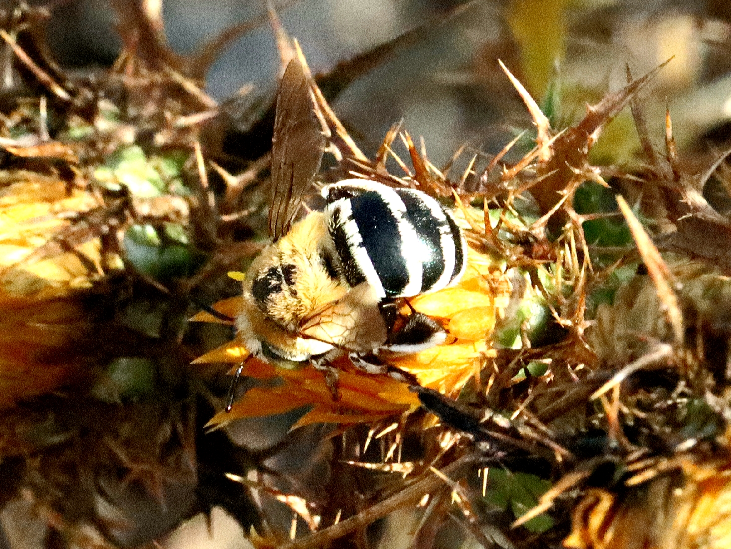 Abeille amegilla
