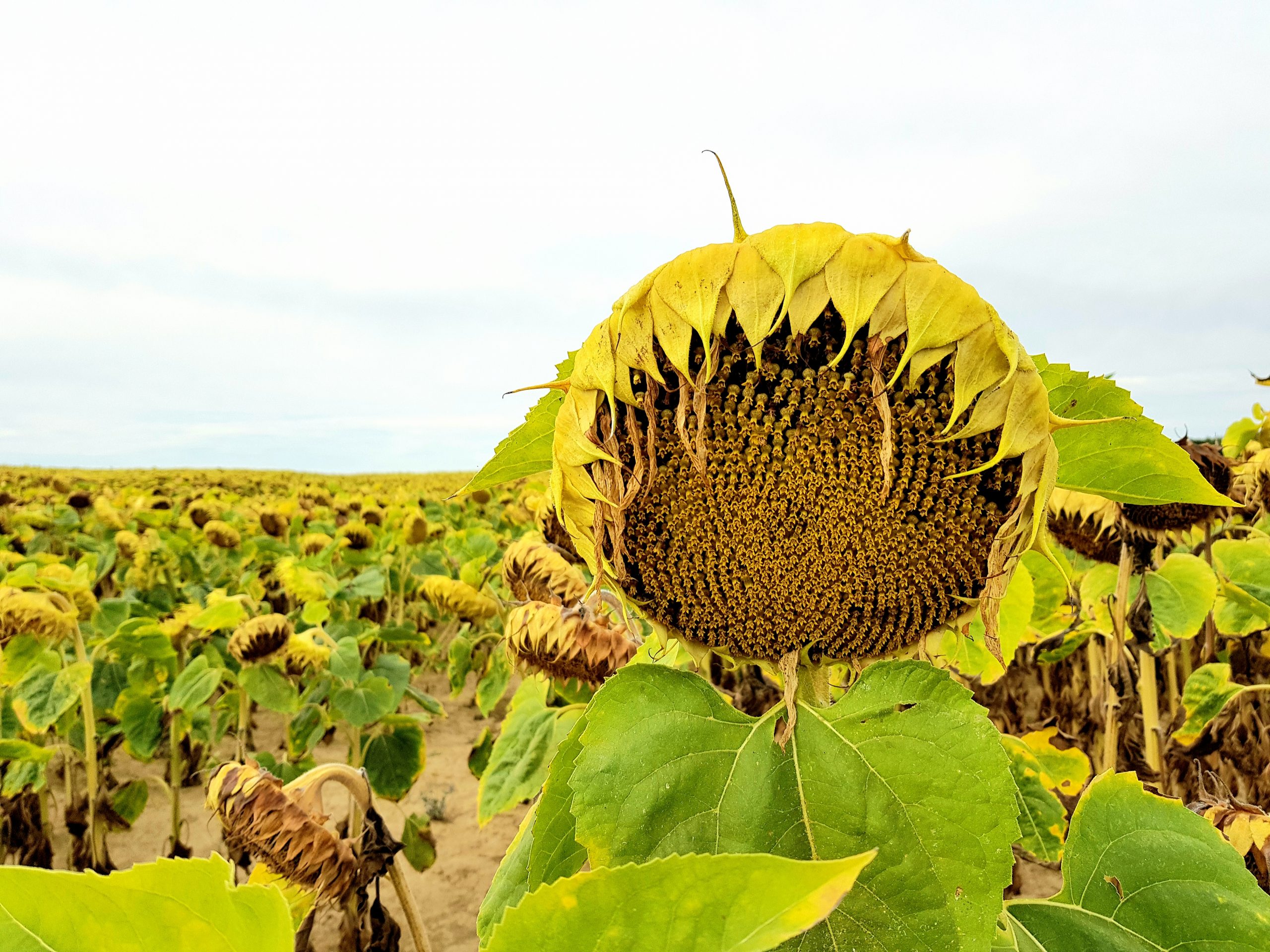 Tournesols éplorés du Pays de Der