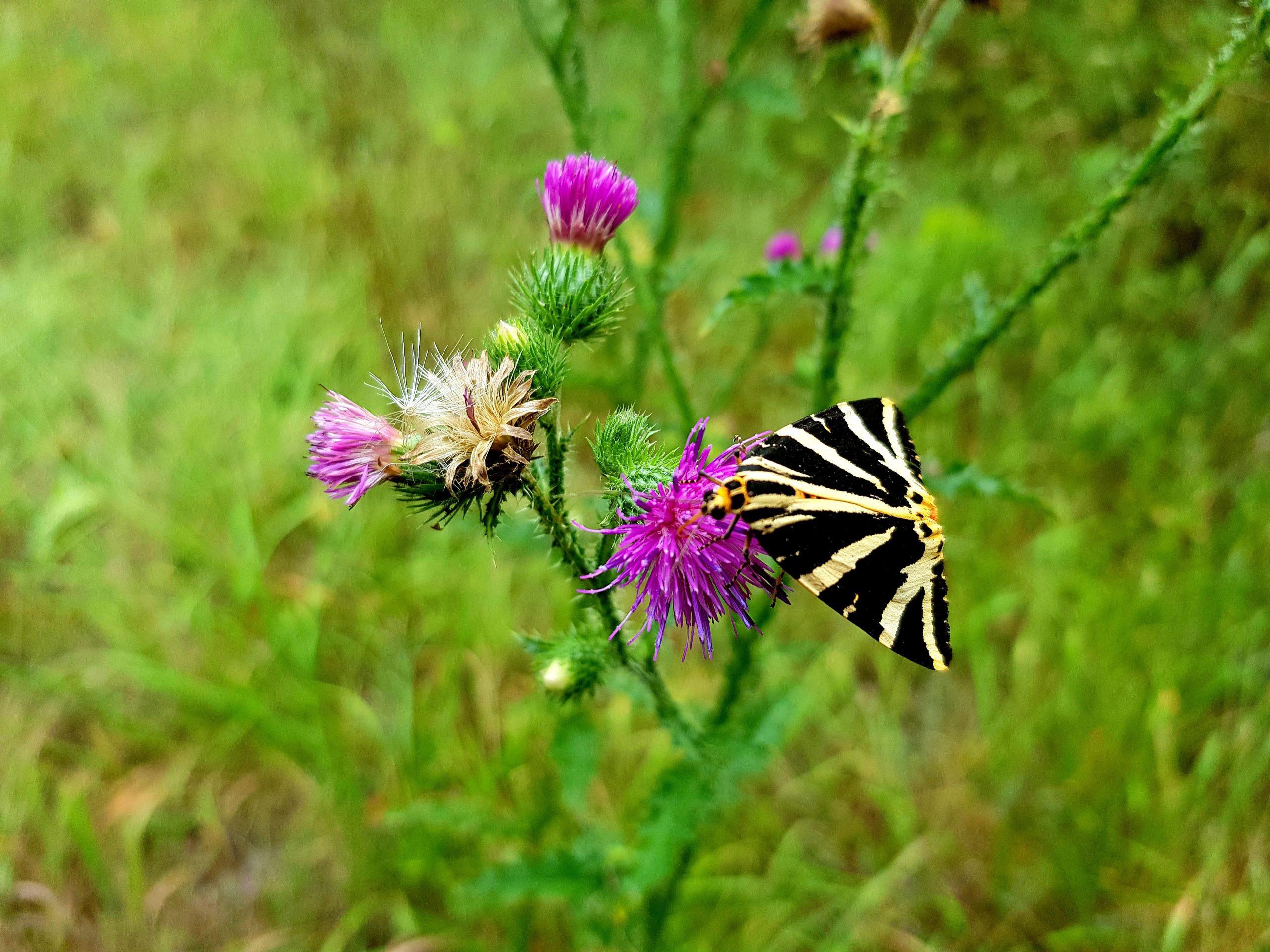 Chardons au papillon