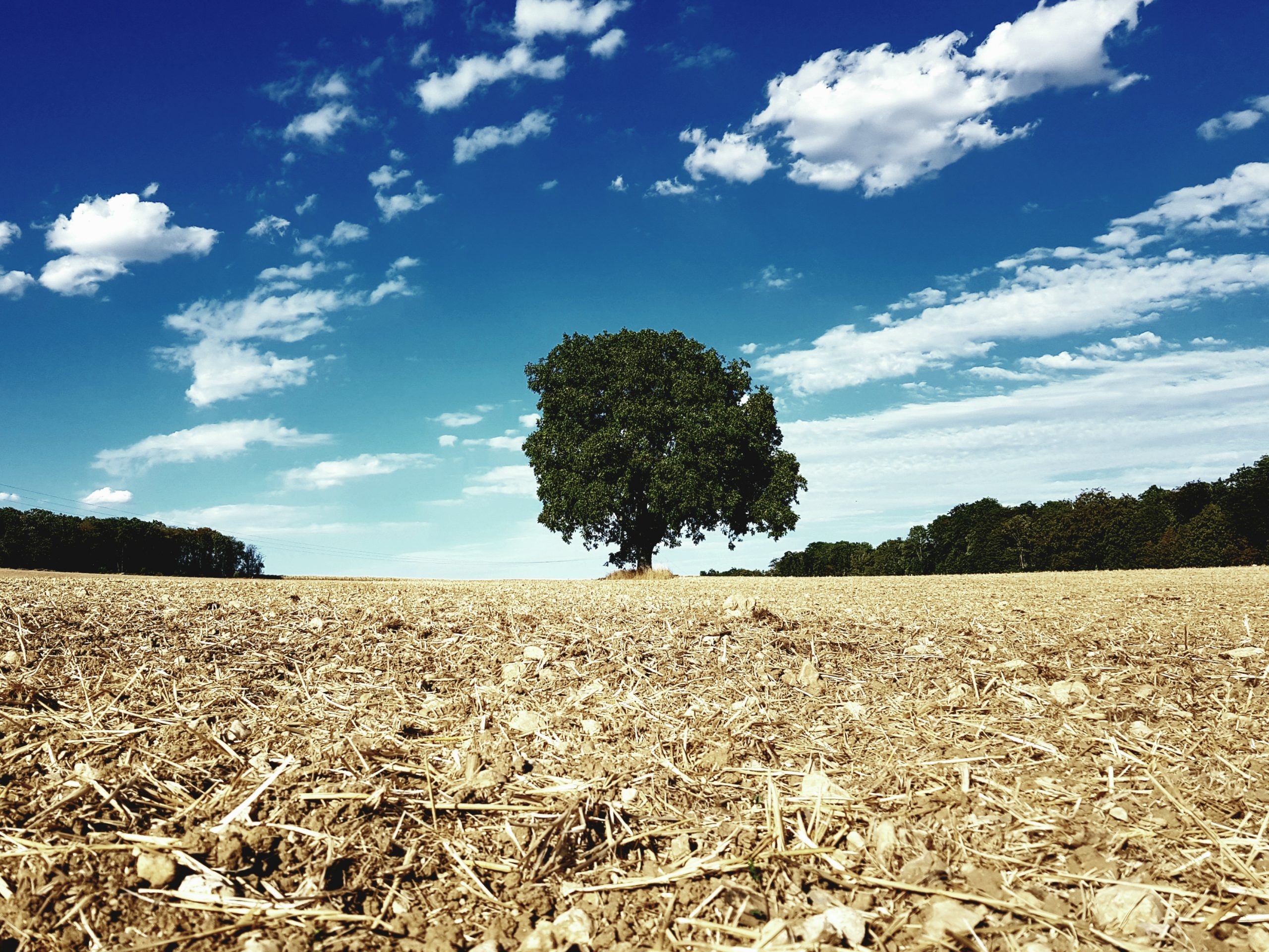 Arbre