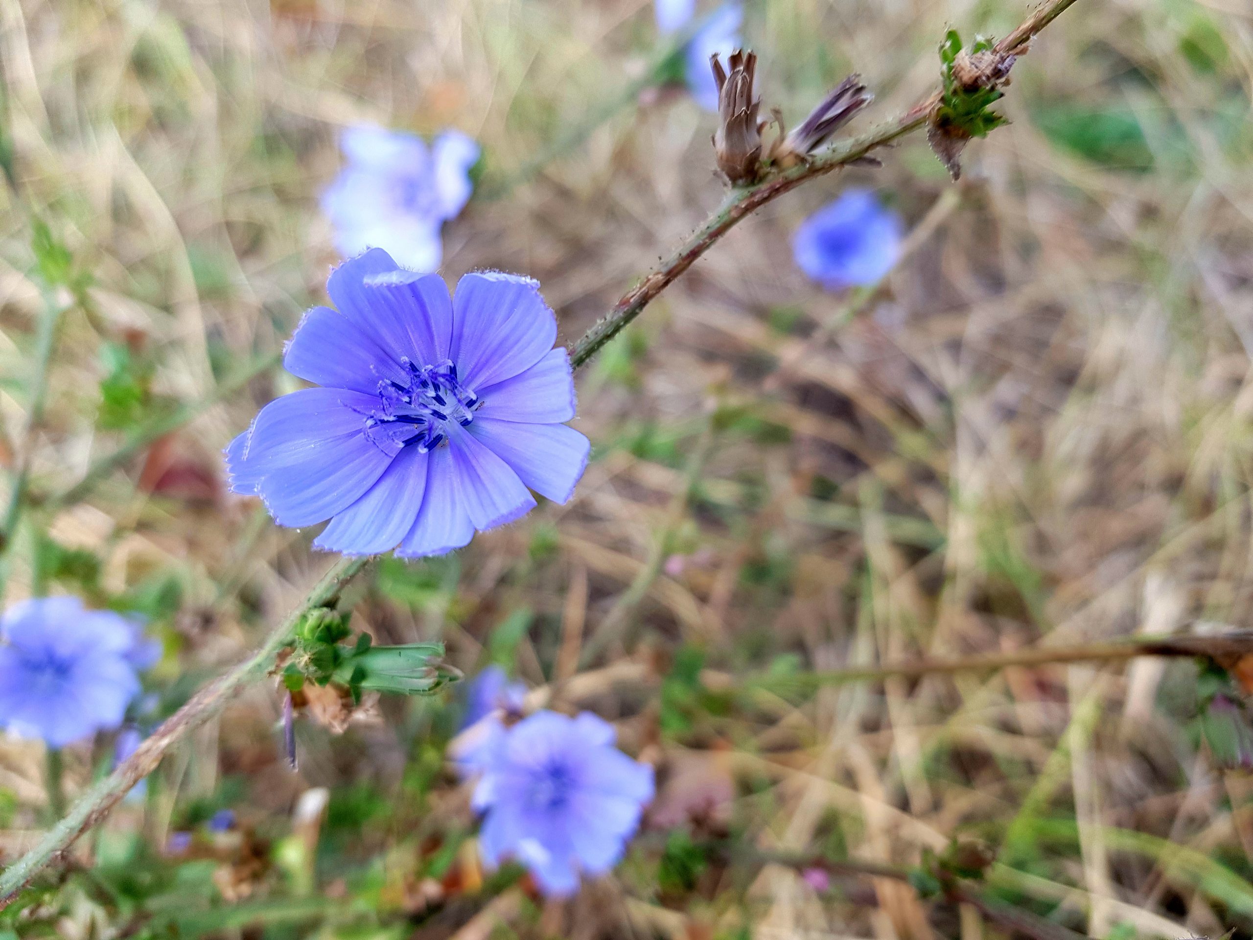 Fleur