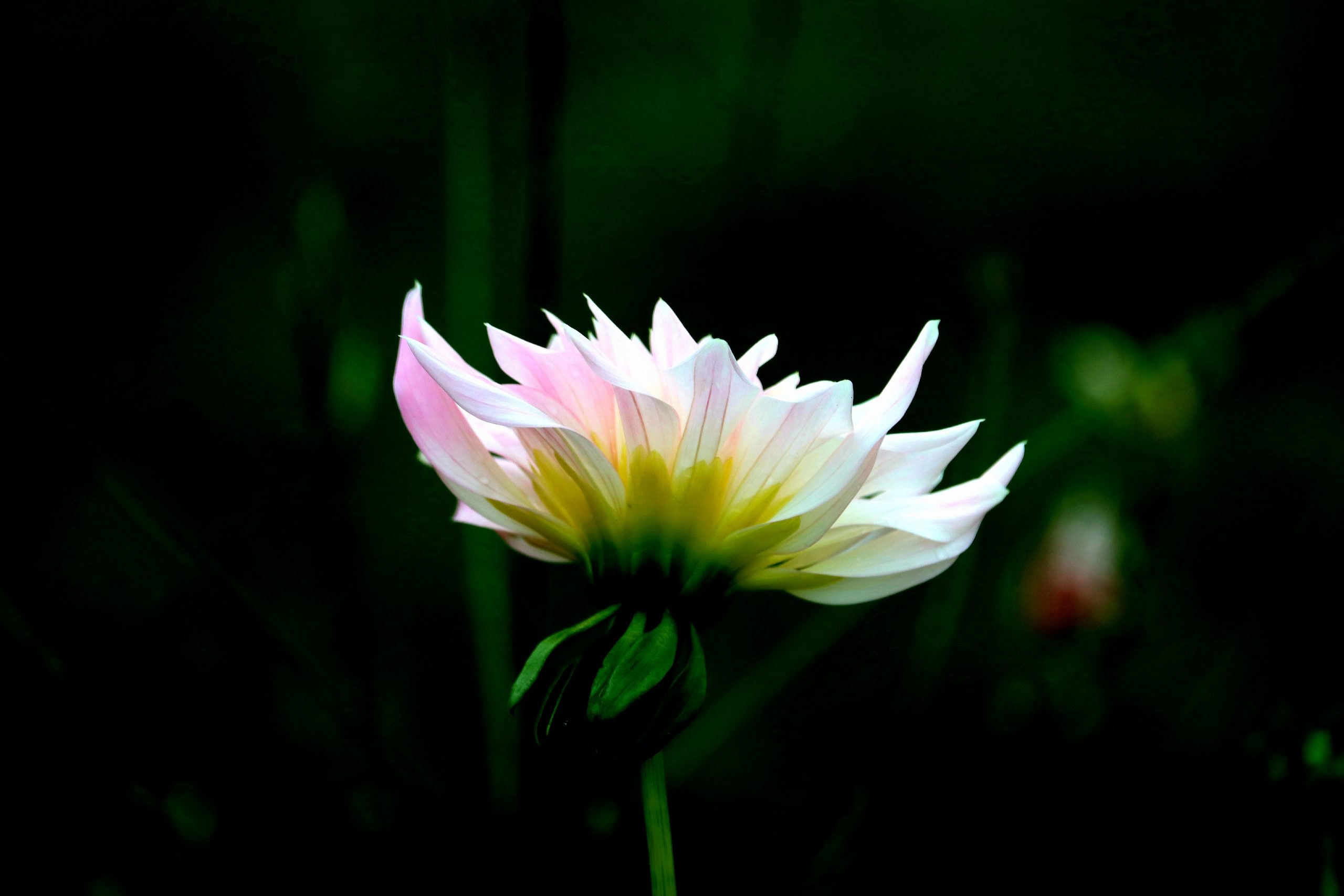Dahlia du Jardin des Plantes