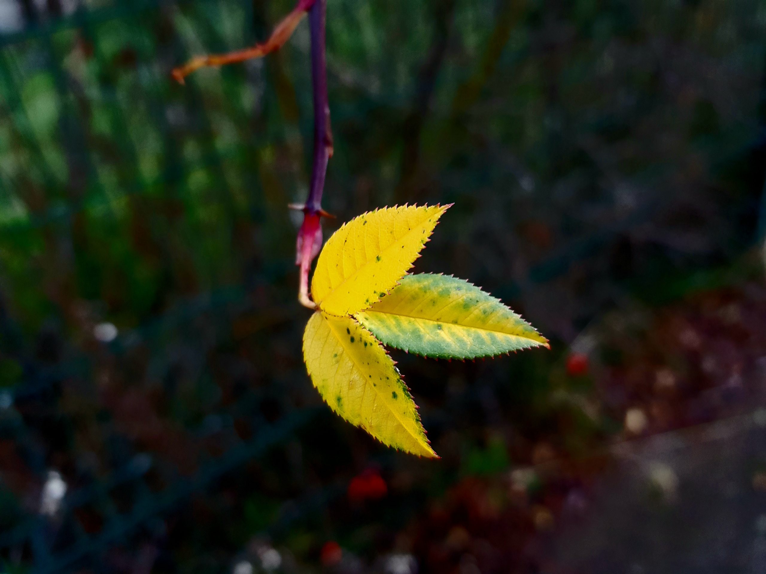 Trois feuilles de rose