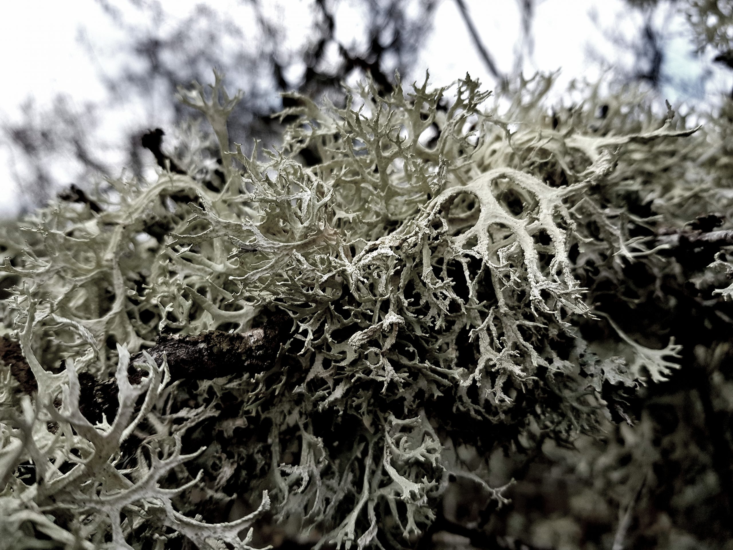 Lichen