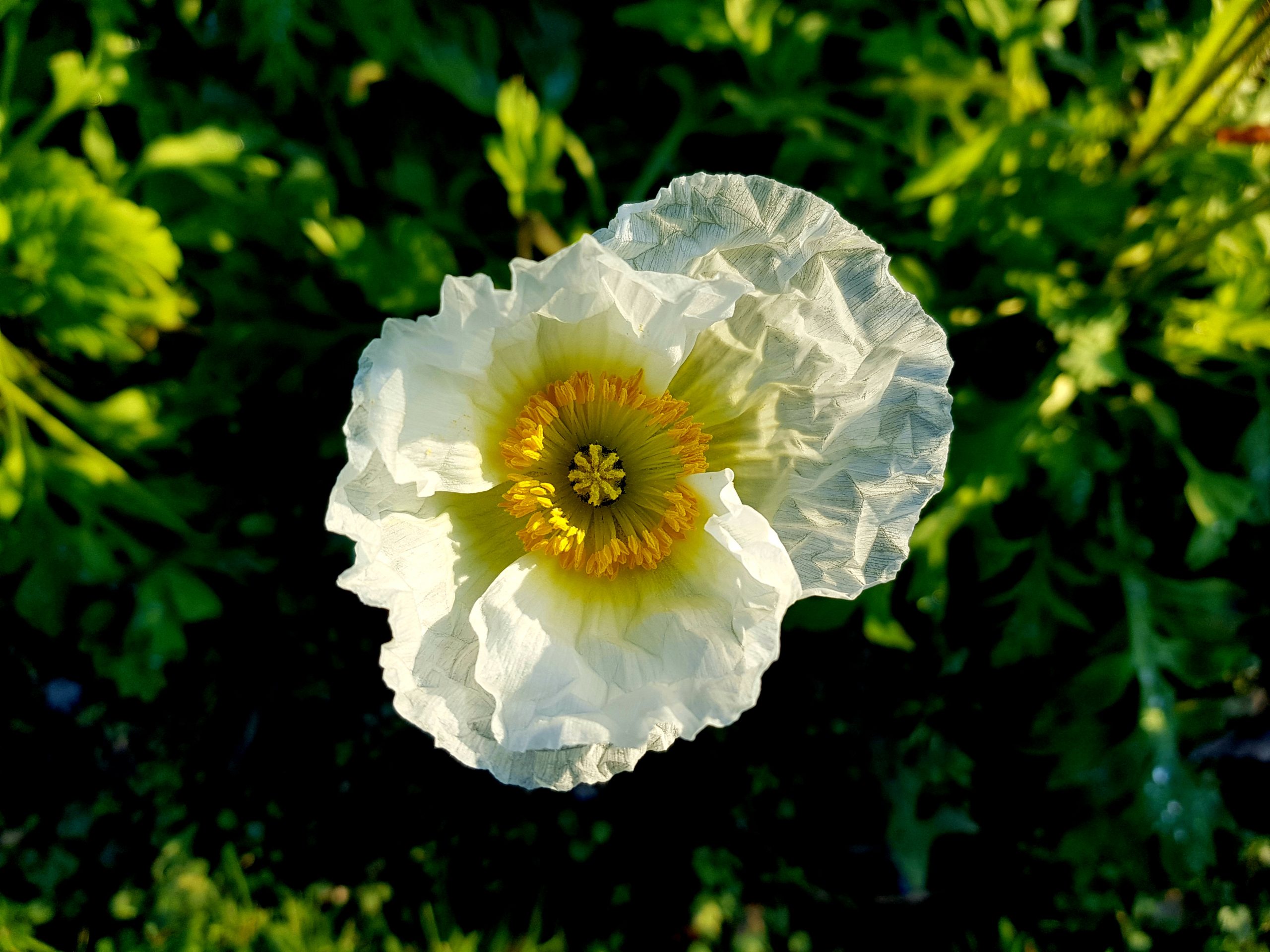 Pavot du Jardin des Plantes