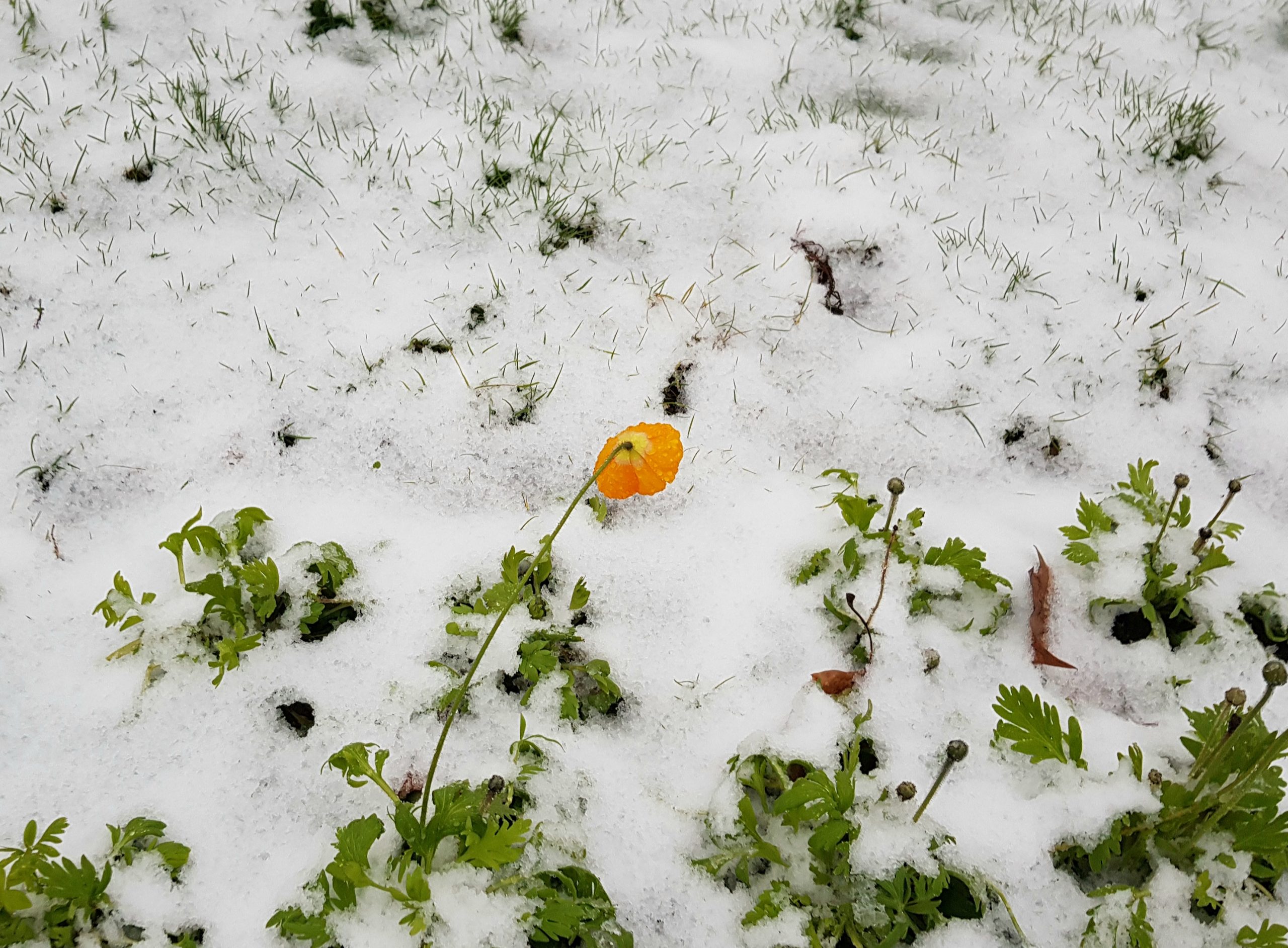 Pavot jaune sous neige blanche