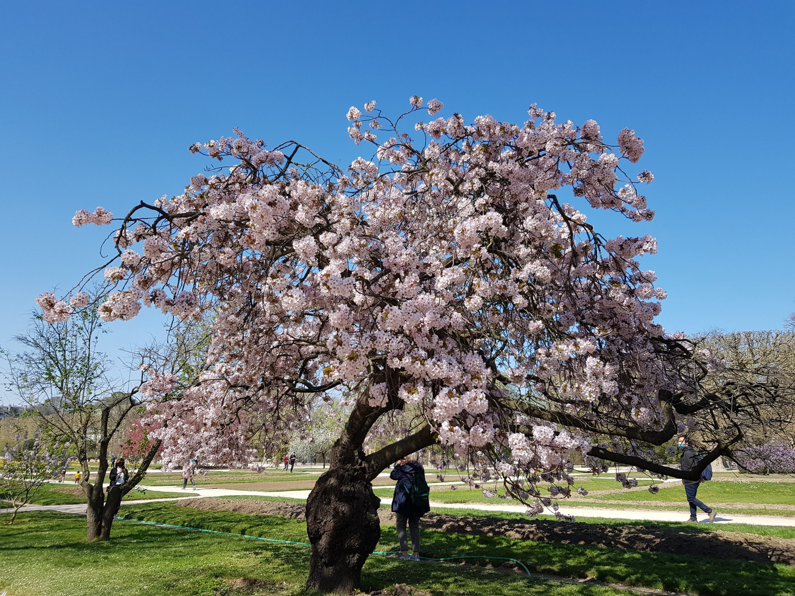 Printemps au Jardin des plantes