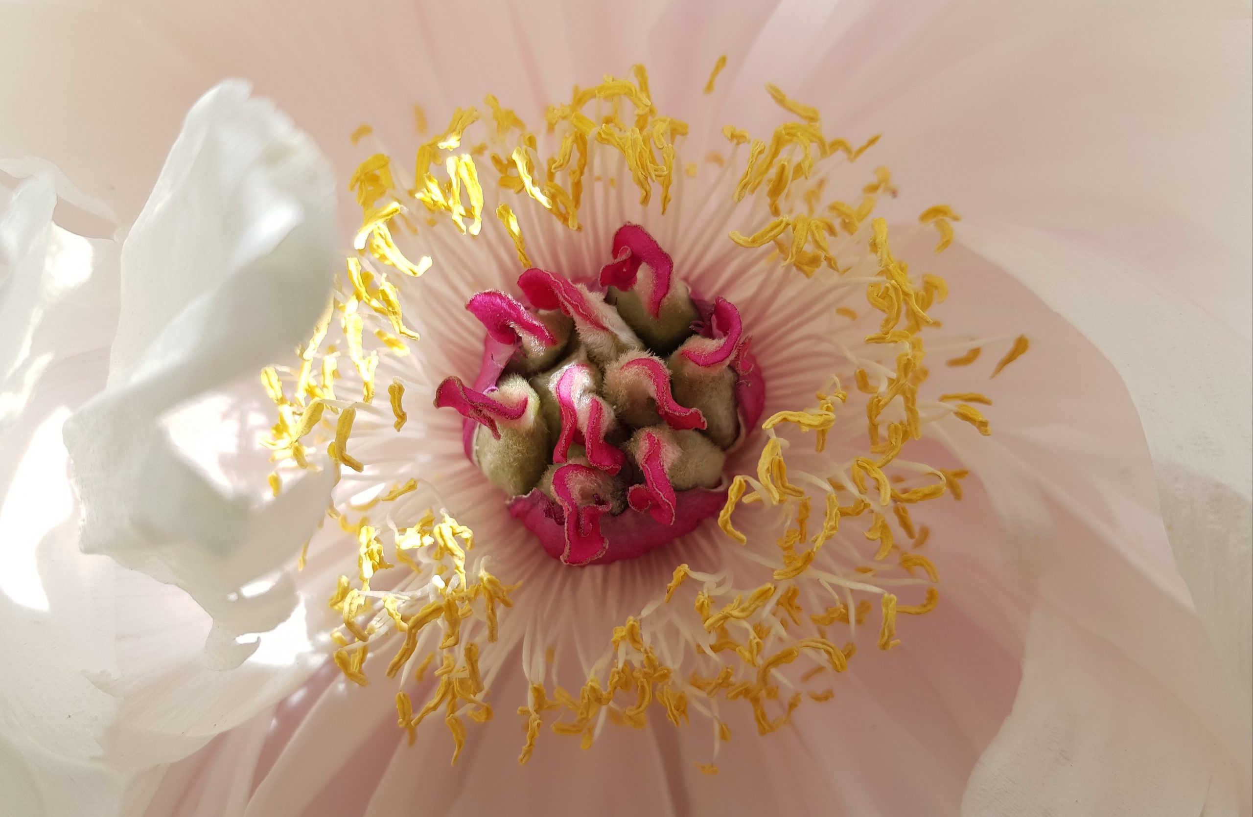 Coeur de pivoine