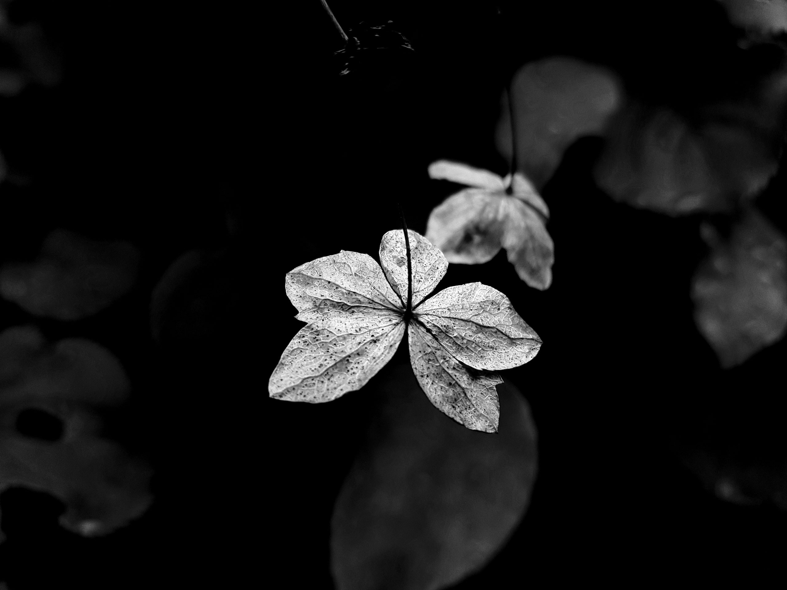 Feuille
