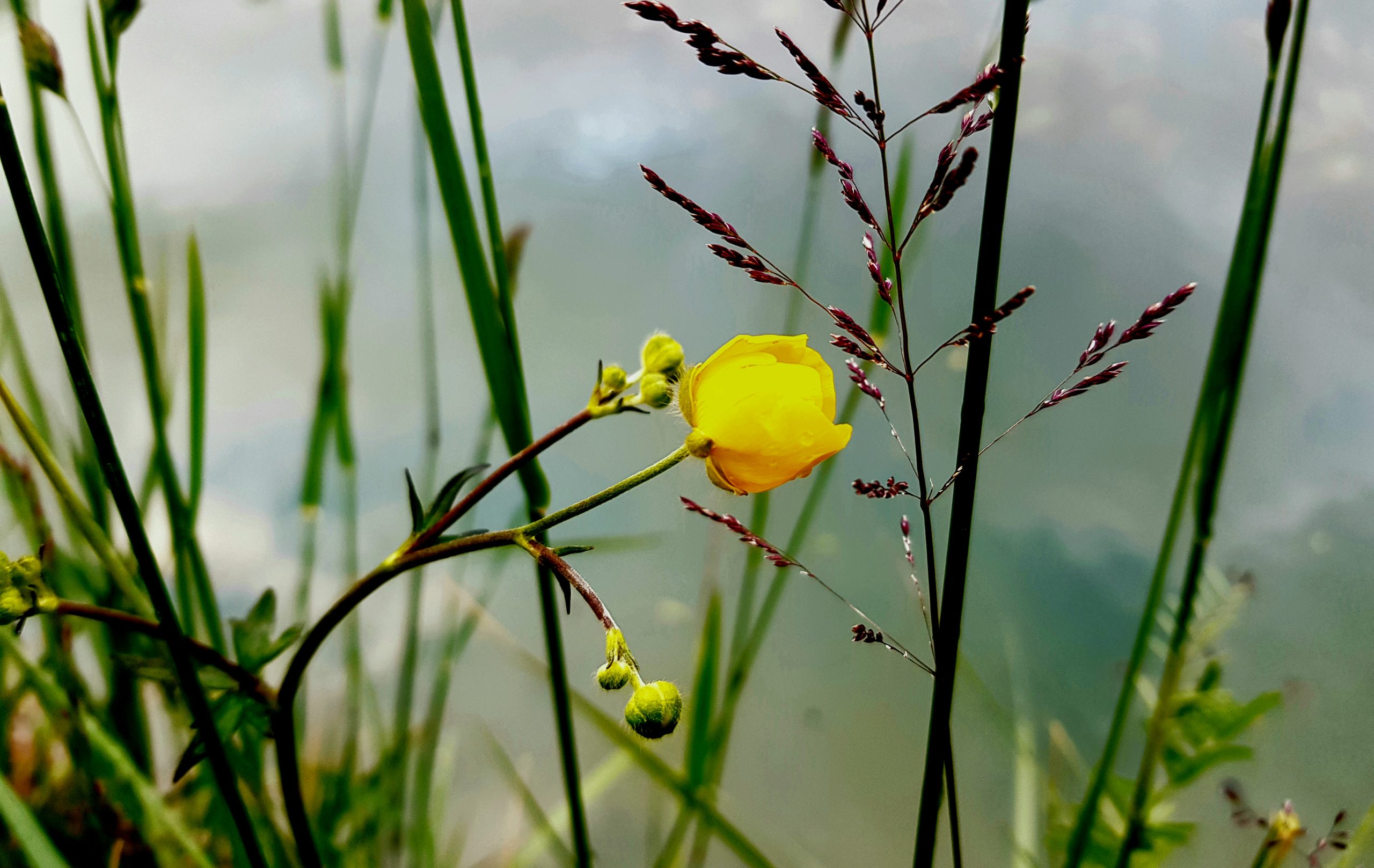 Bouton d&rsquo;or sur le Loing