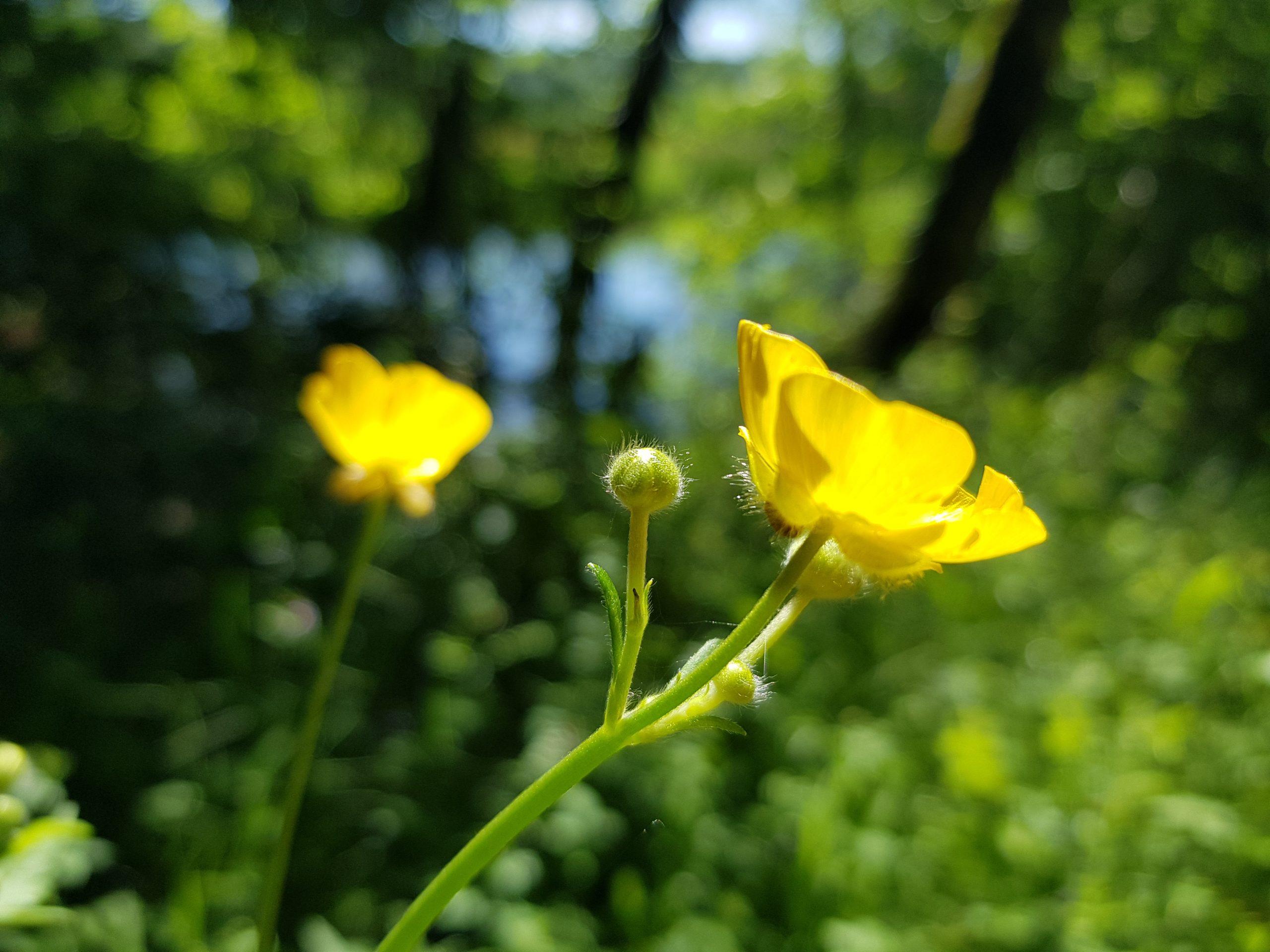 Bouton d&rsquo;or sur la Cure