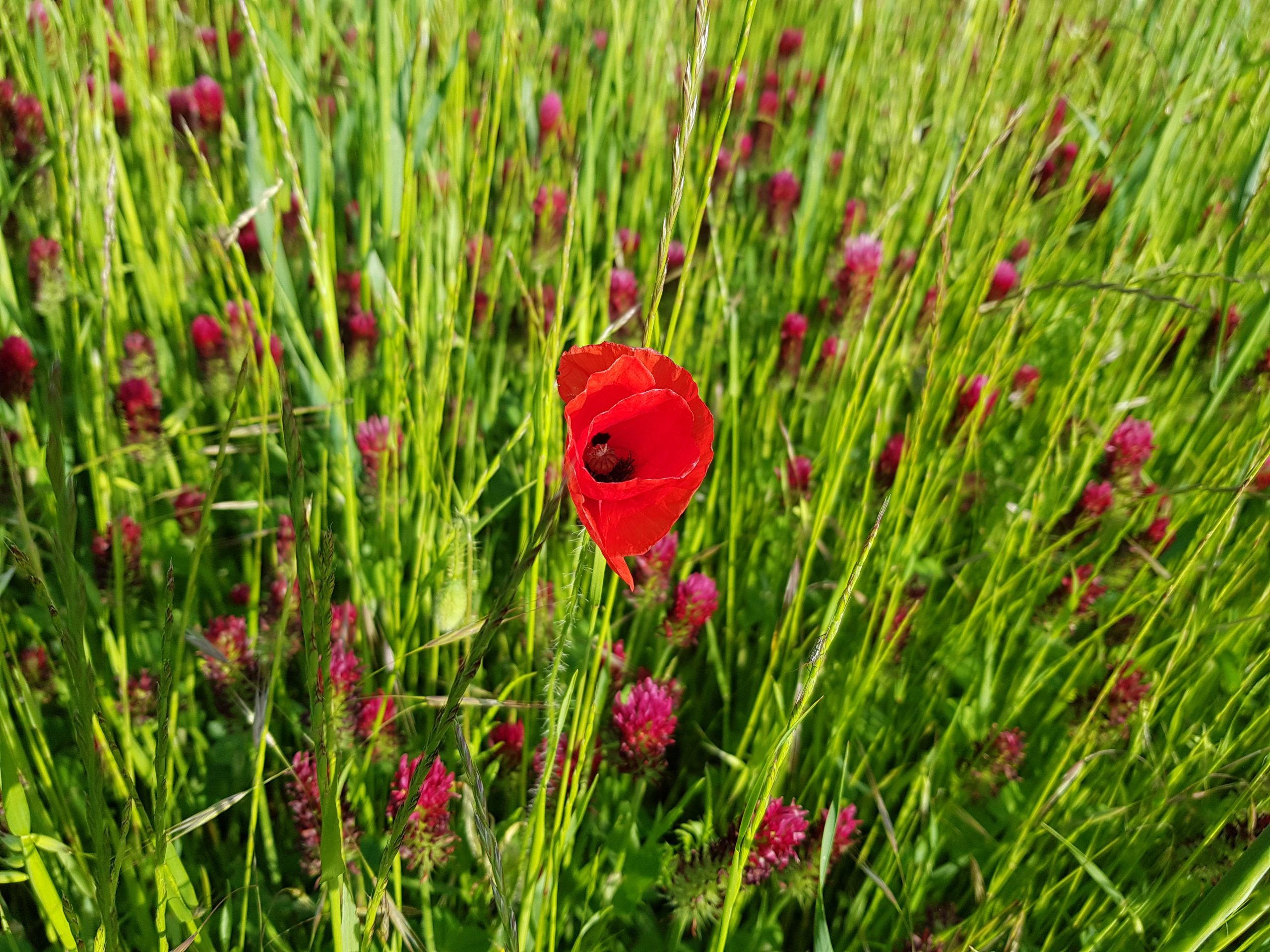 Coquelicot parmi je-ne-sais quoi