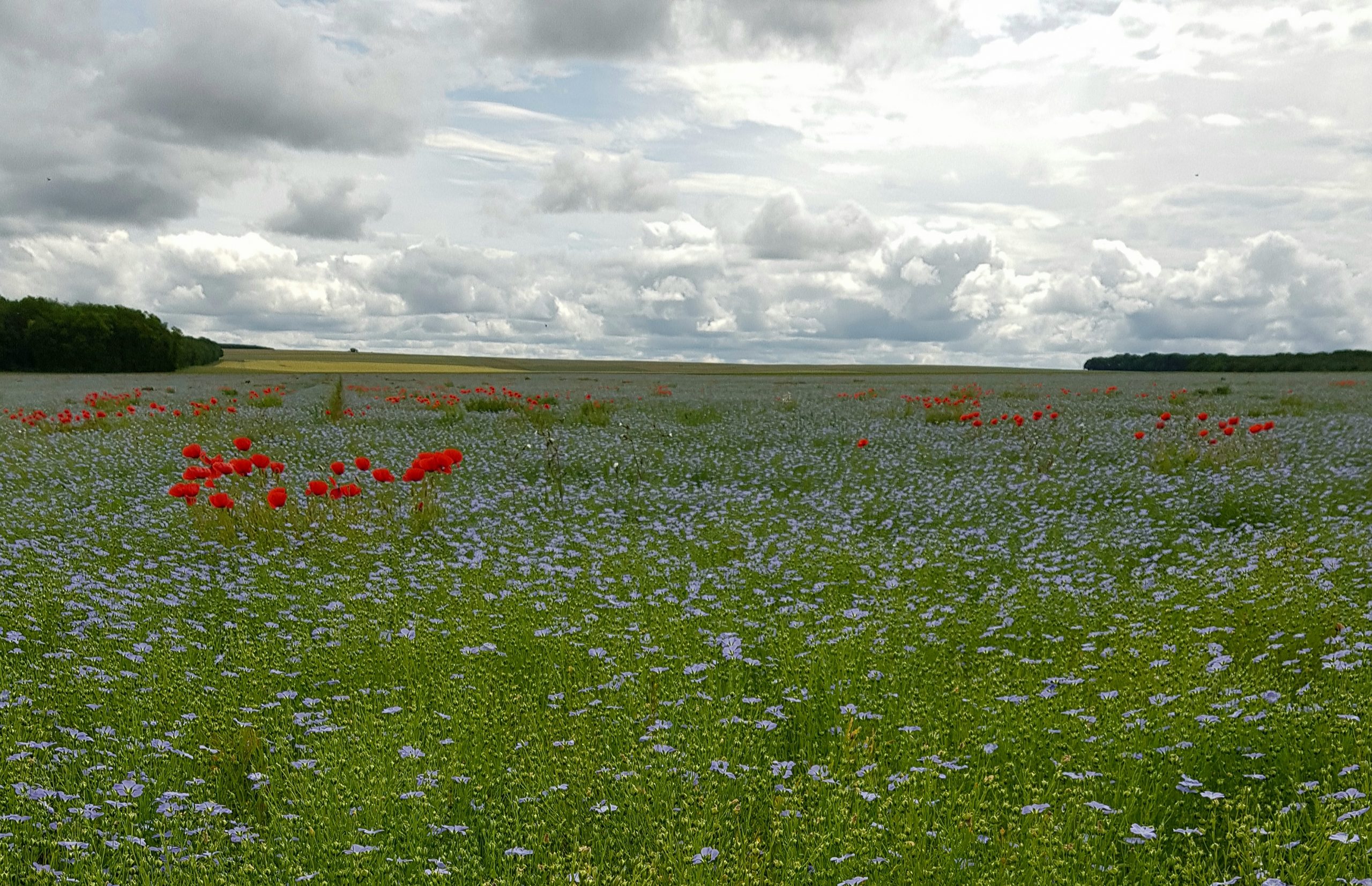 Lin et coquelicots