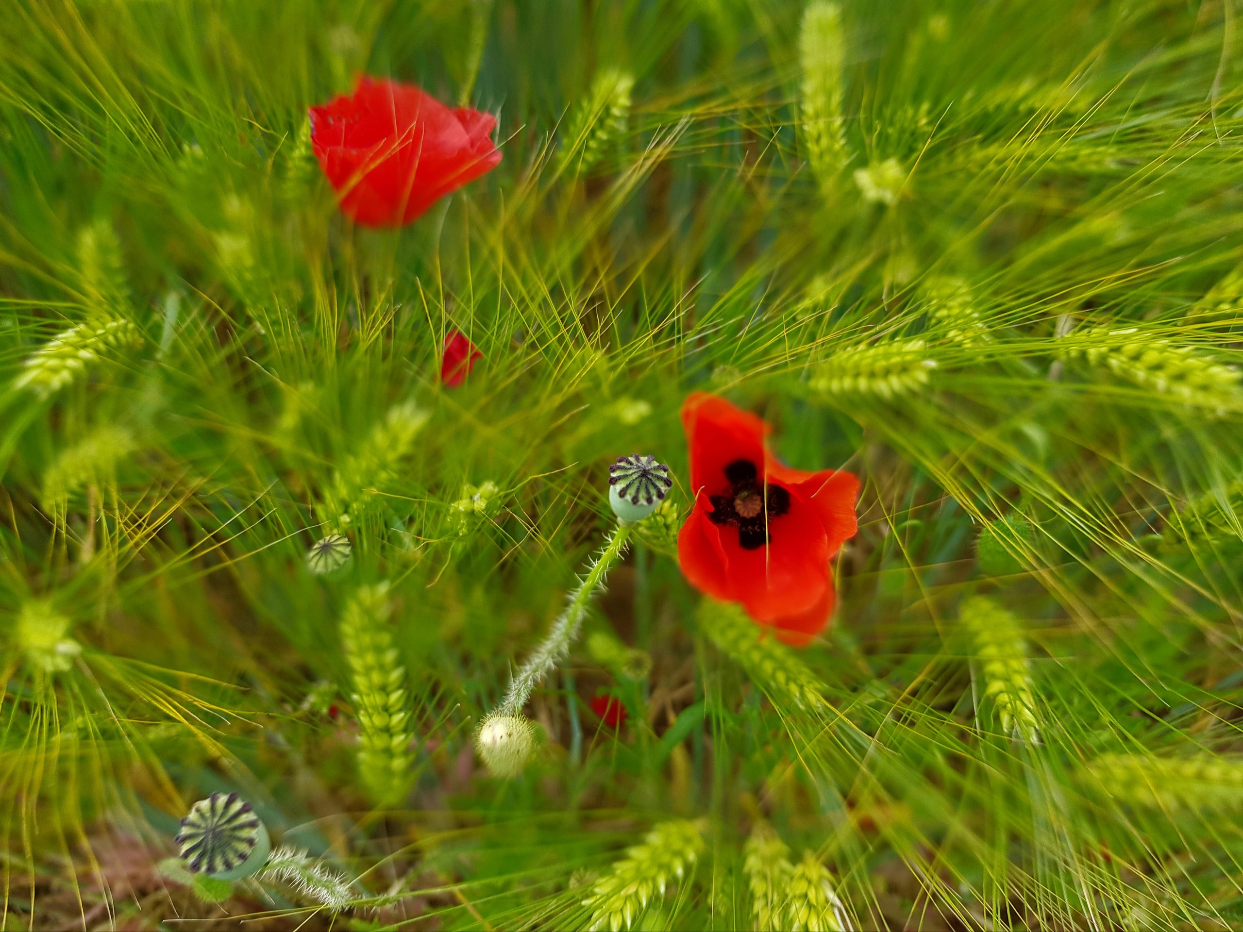 Blé et coquelicots