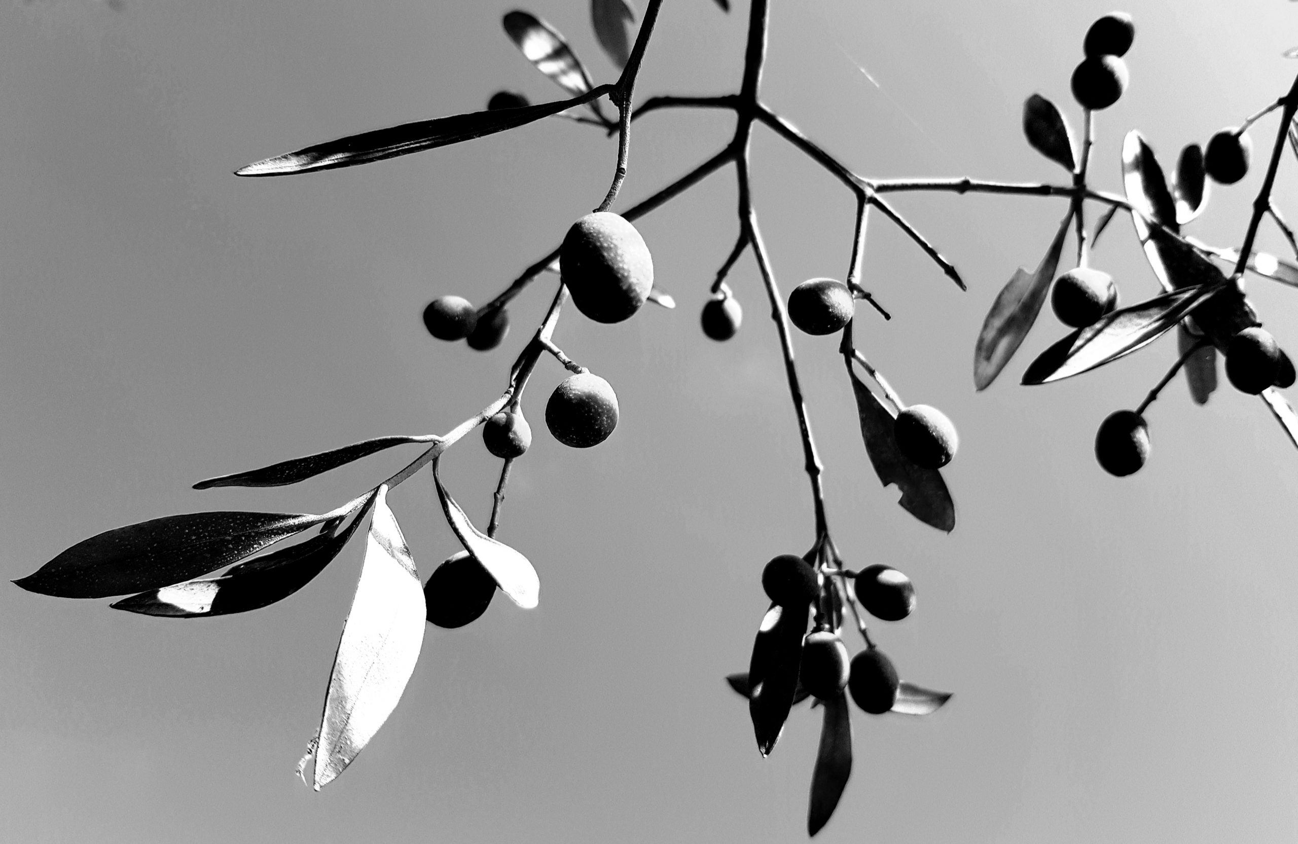 Olives