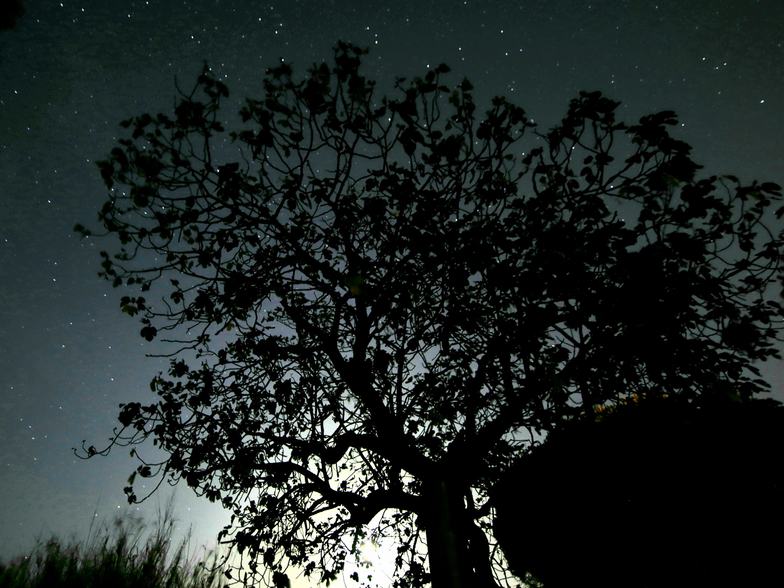 Figuier aux étoiles et à la lune
