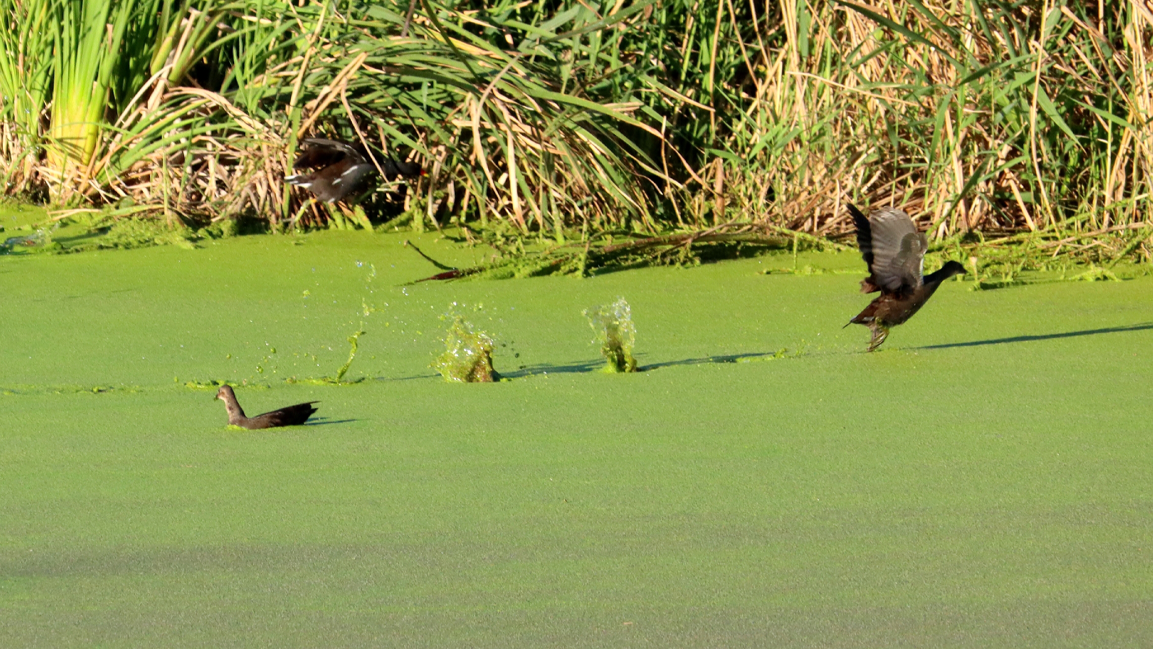 L&rsquo;envol de la poule d&rsquo;eau