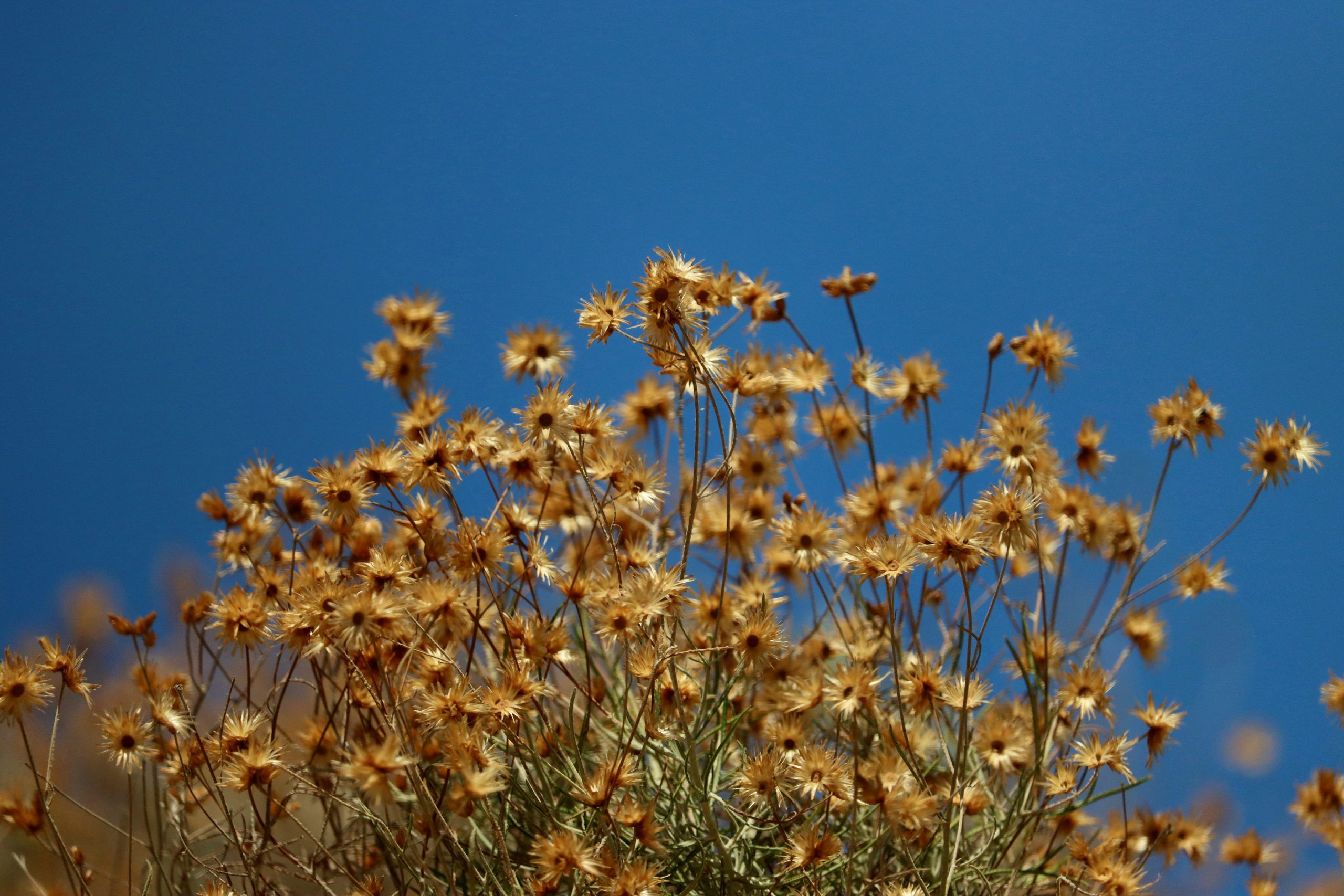 Fleurs sur un mur