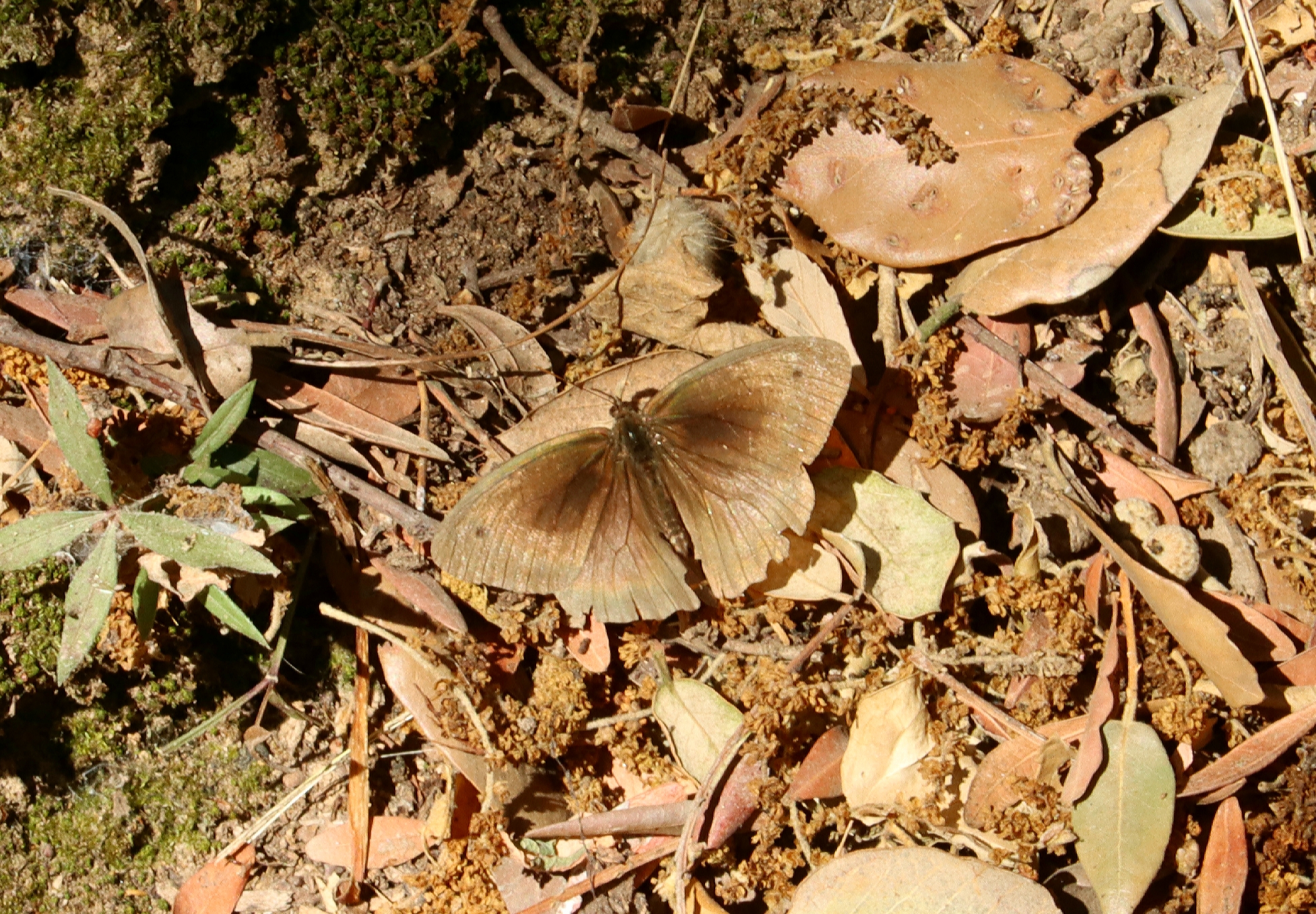 Camouflage