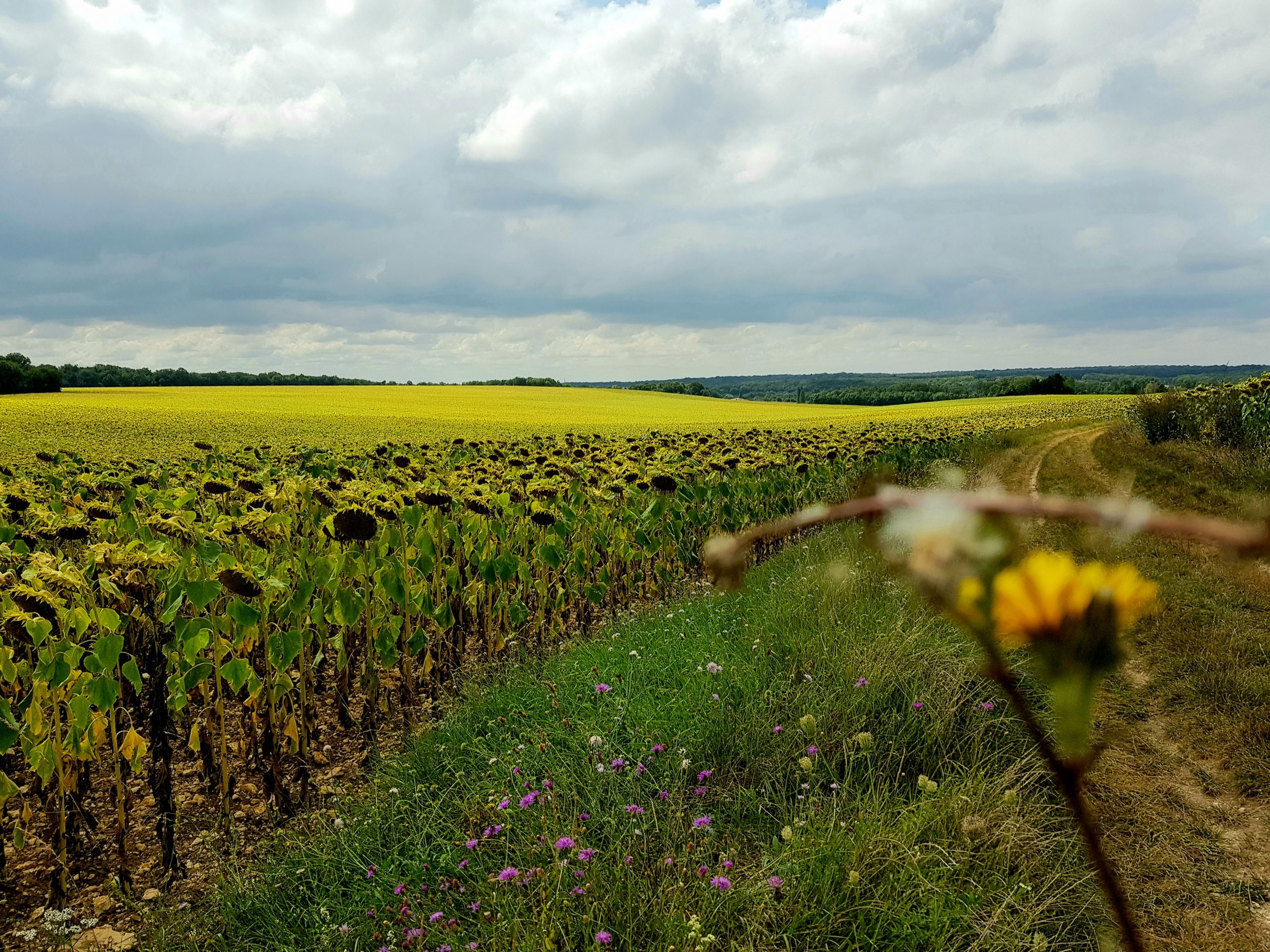 Chemin aux tournesols