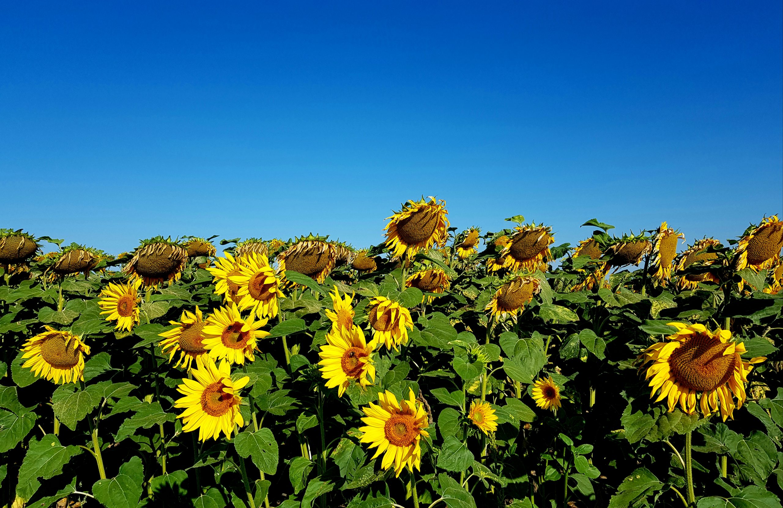 Tournesols
