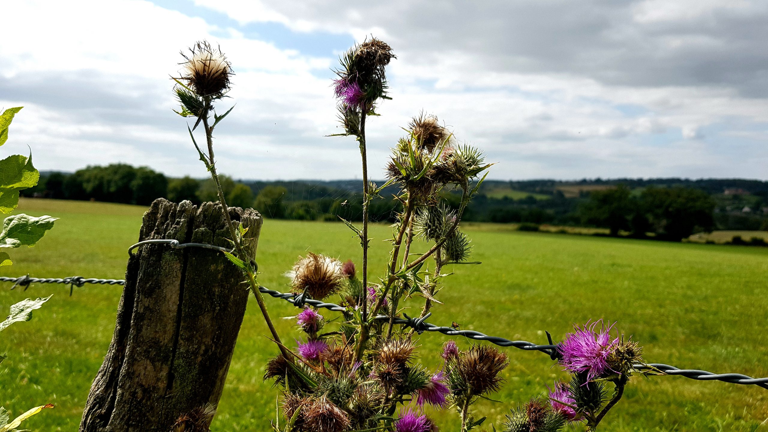 Prés aux chardons et à l&rsquo;araignée