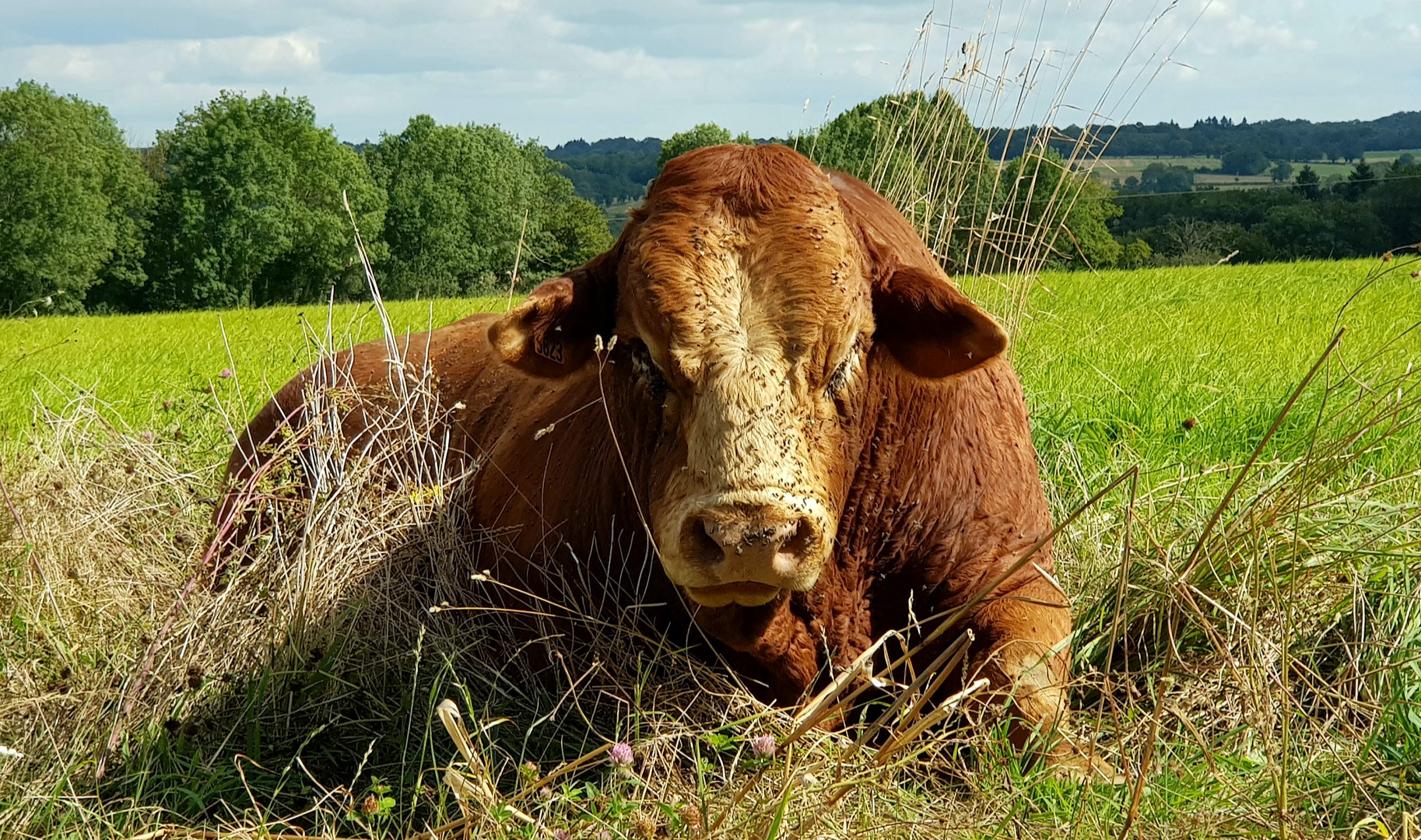 Taureau