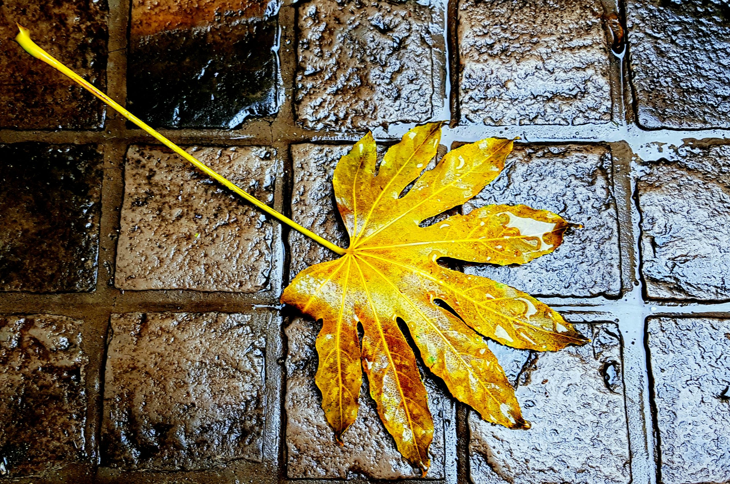 Feuille