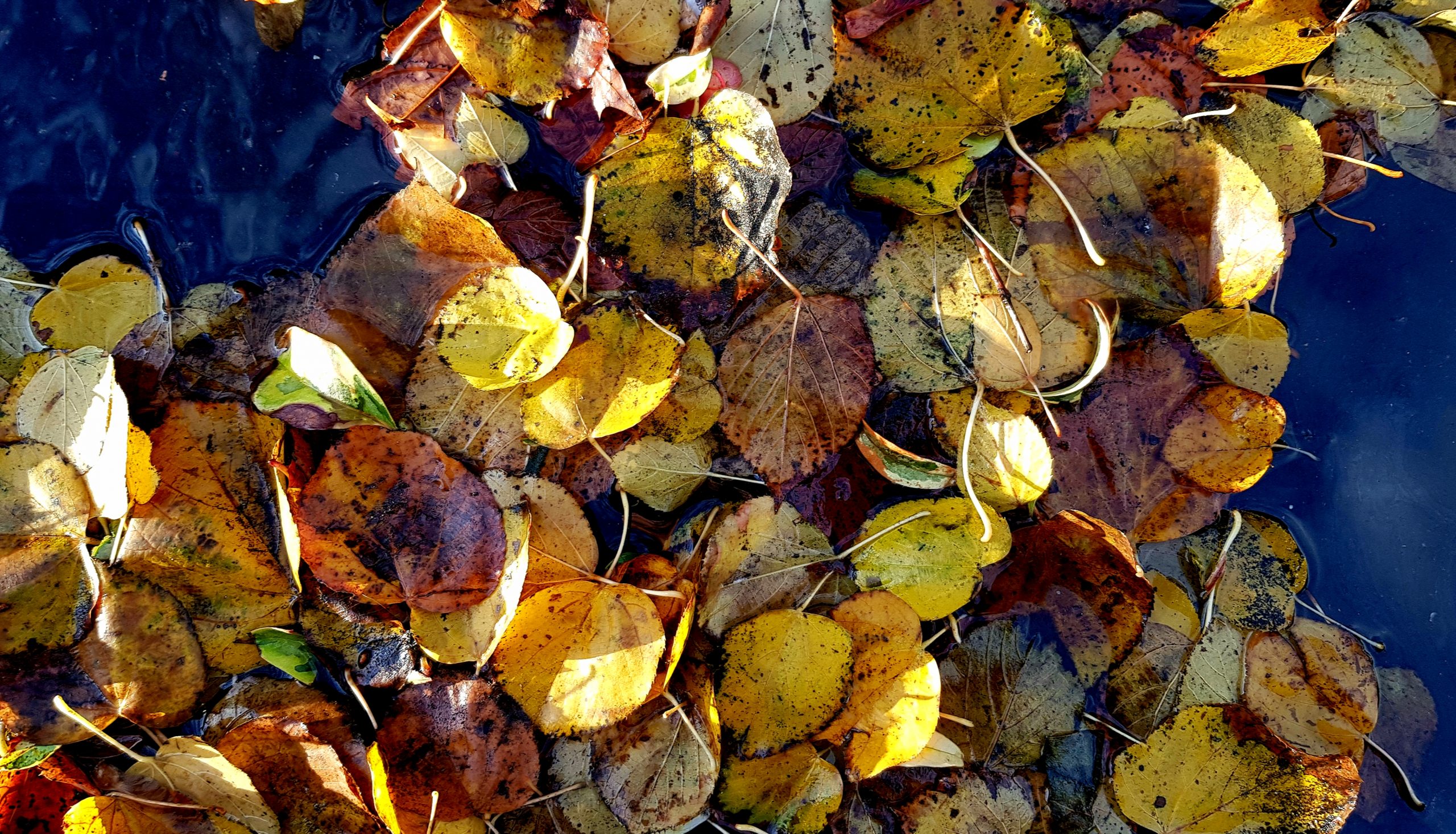 Feuilles dans le caniveau