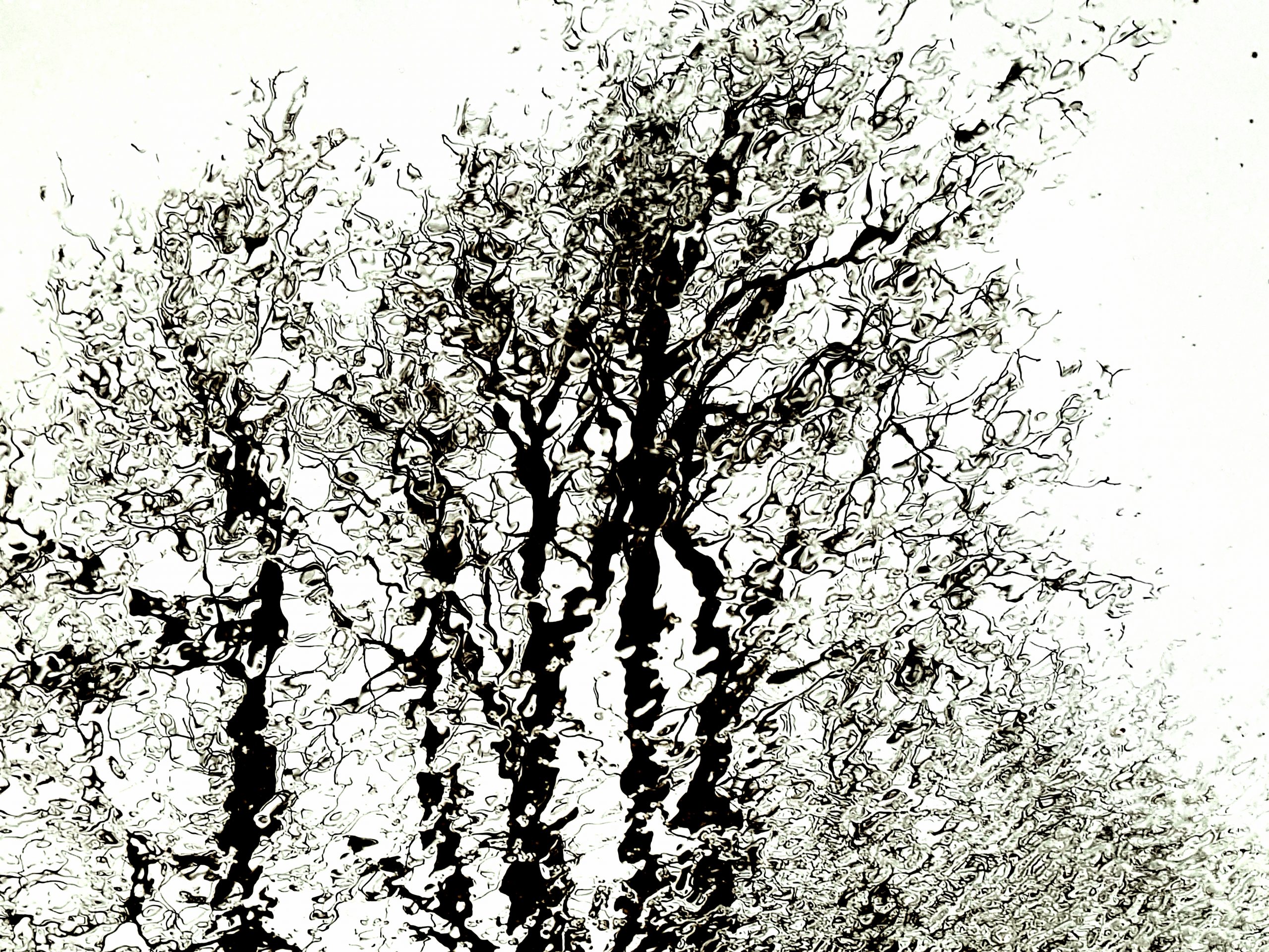 Arbres reflets