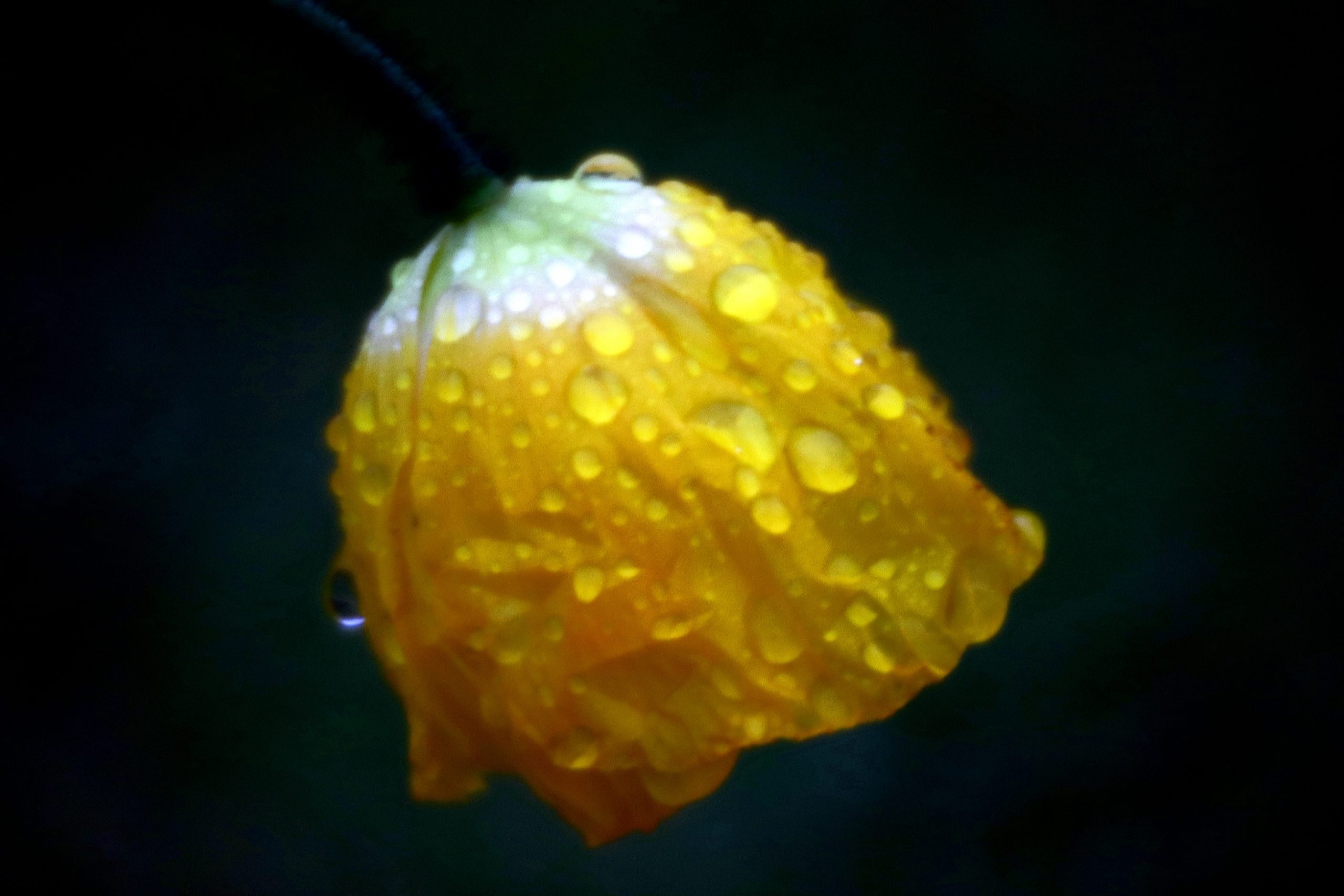Pavot aux gouttes de pluie
