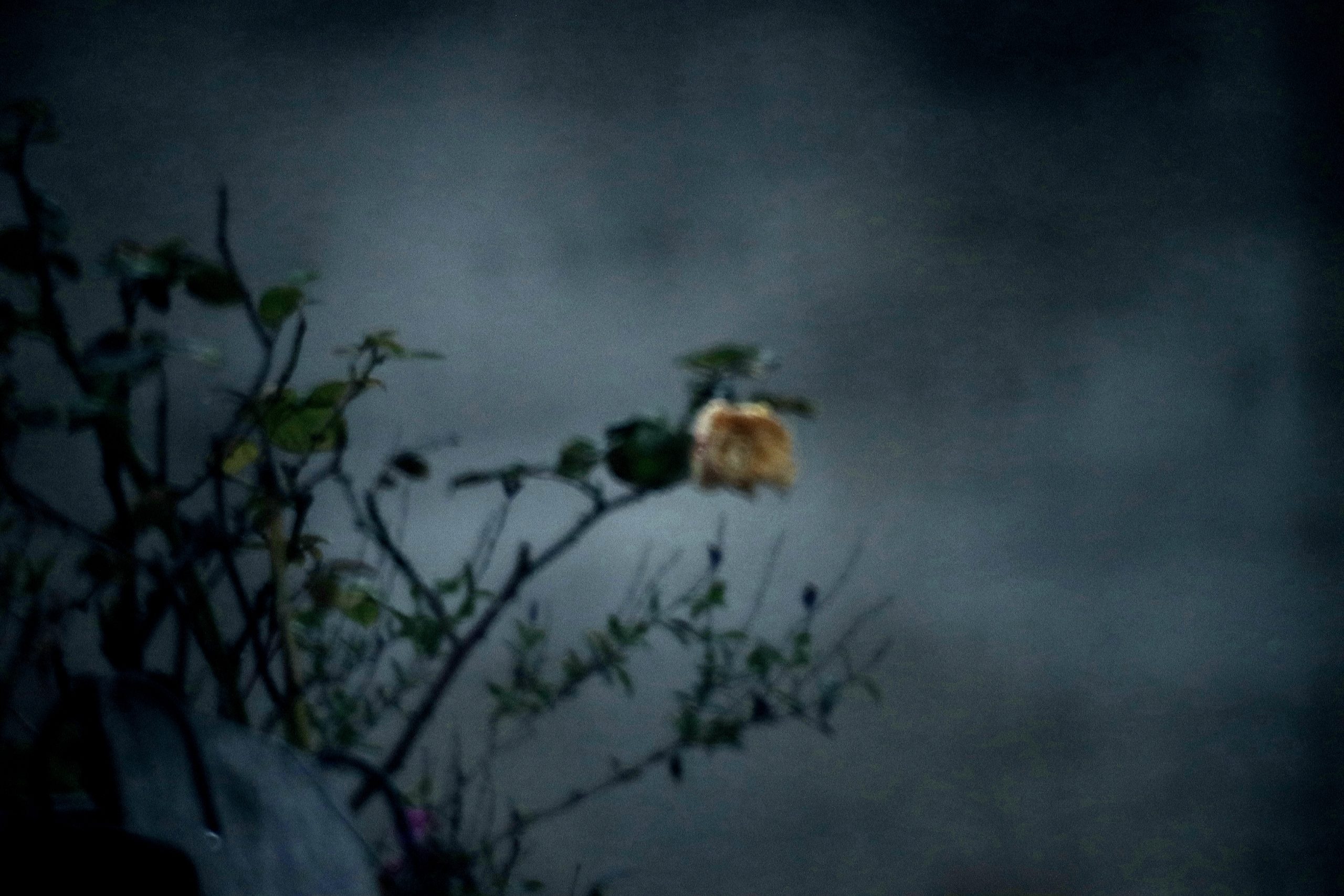Fleur nostalgique