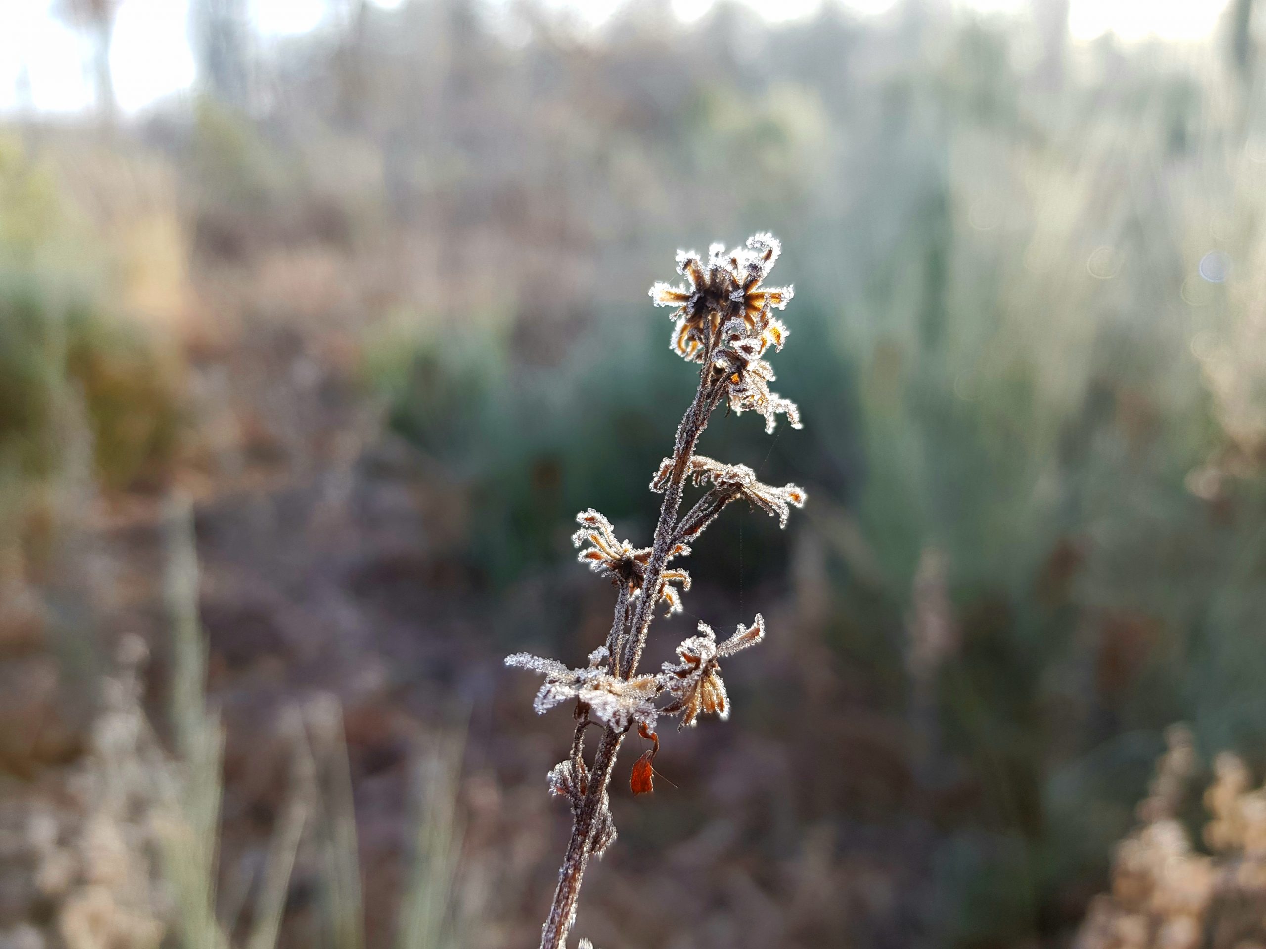 Givre (2)