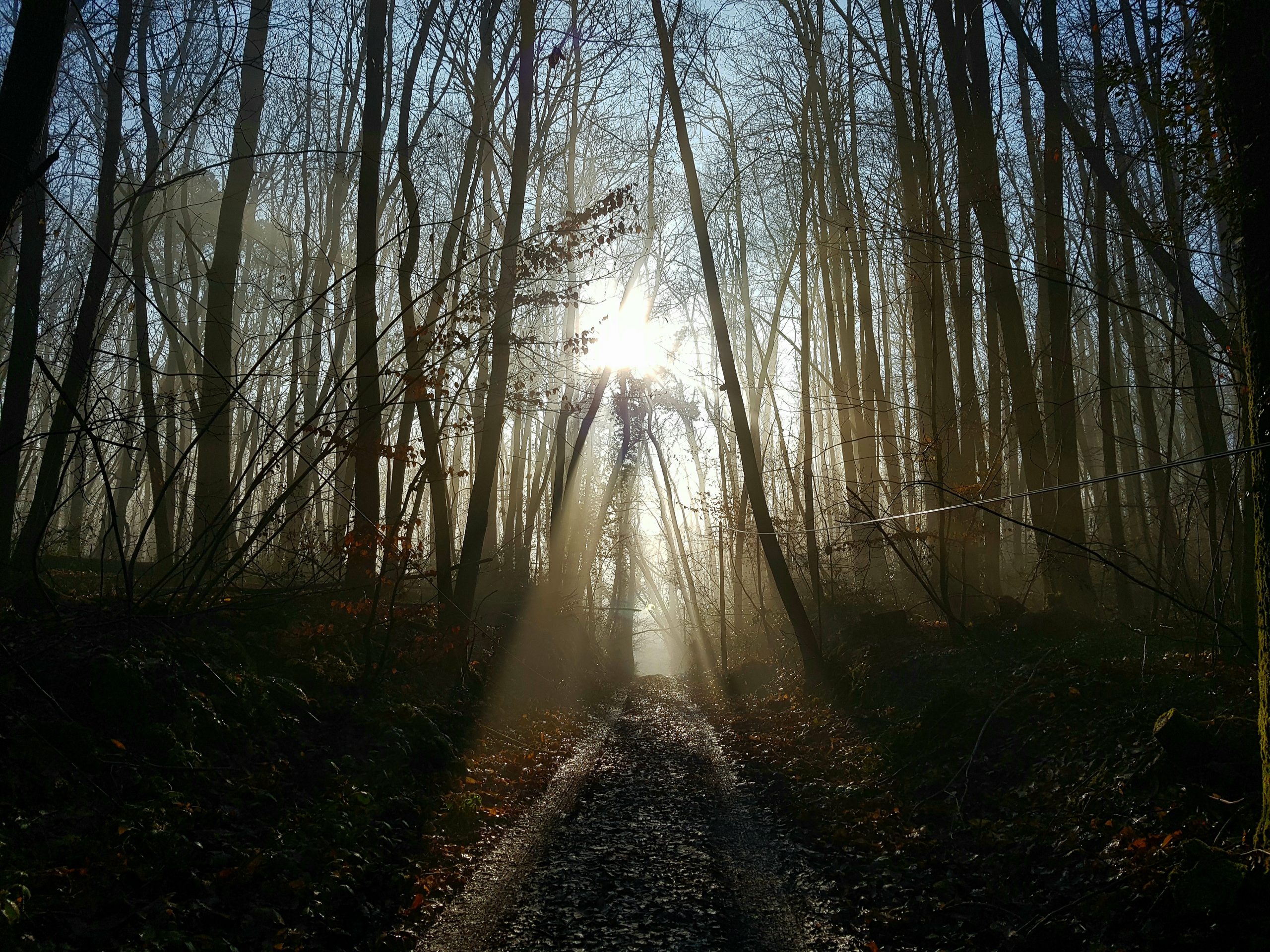 Contre-jour