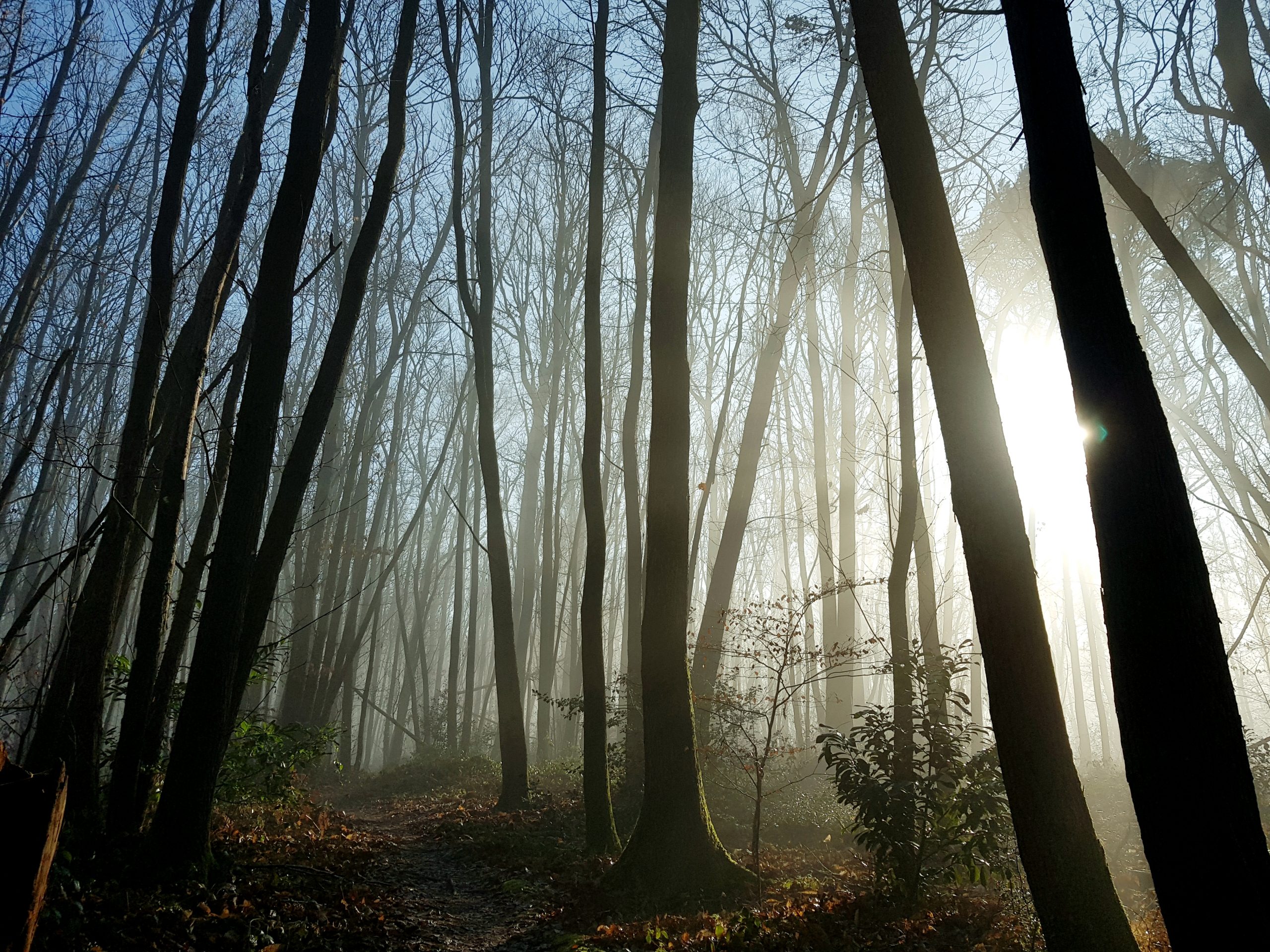 Forêt dans la brume