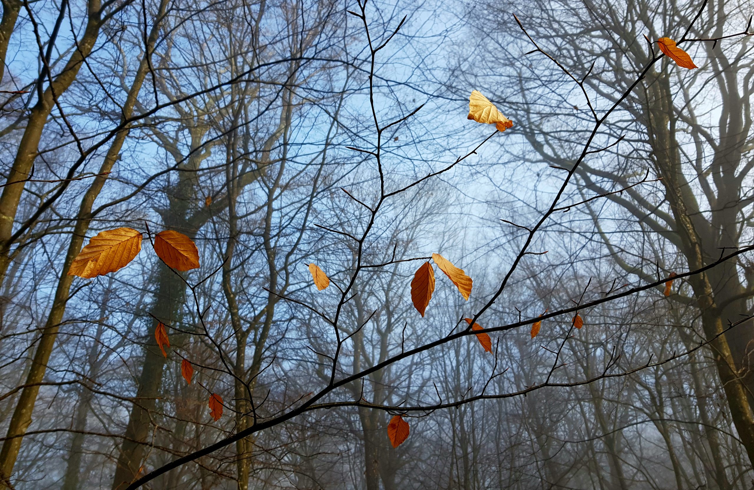 Feuilles échappées à la chute
