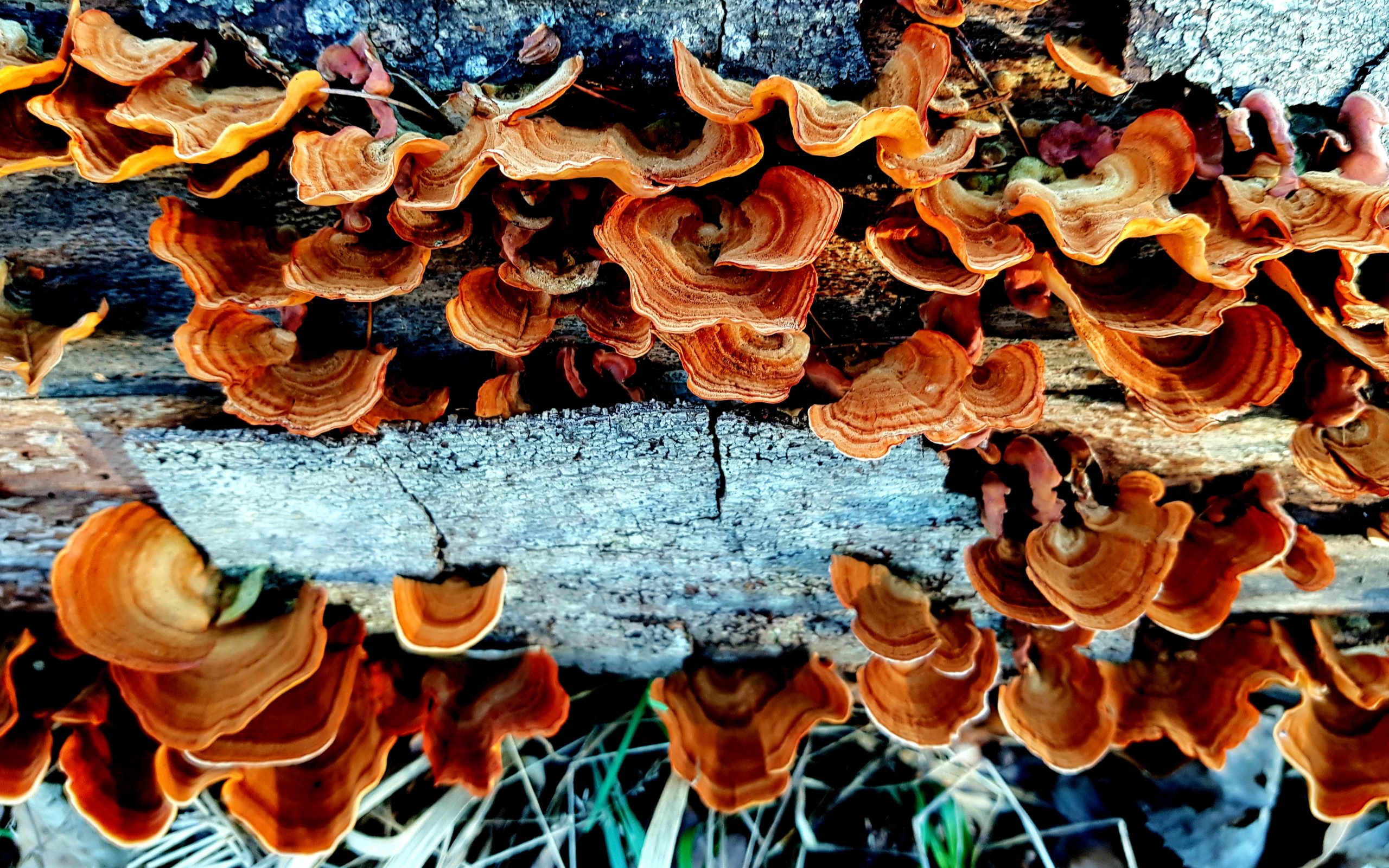 Polypores