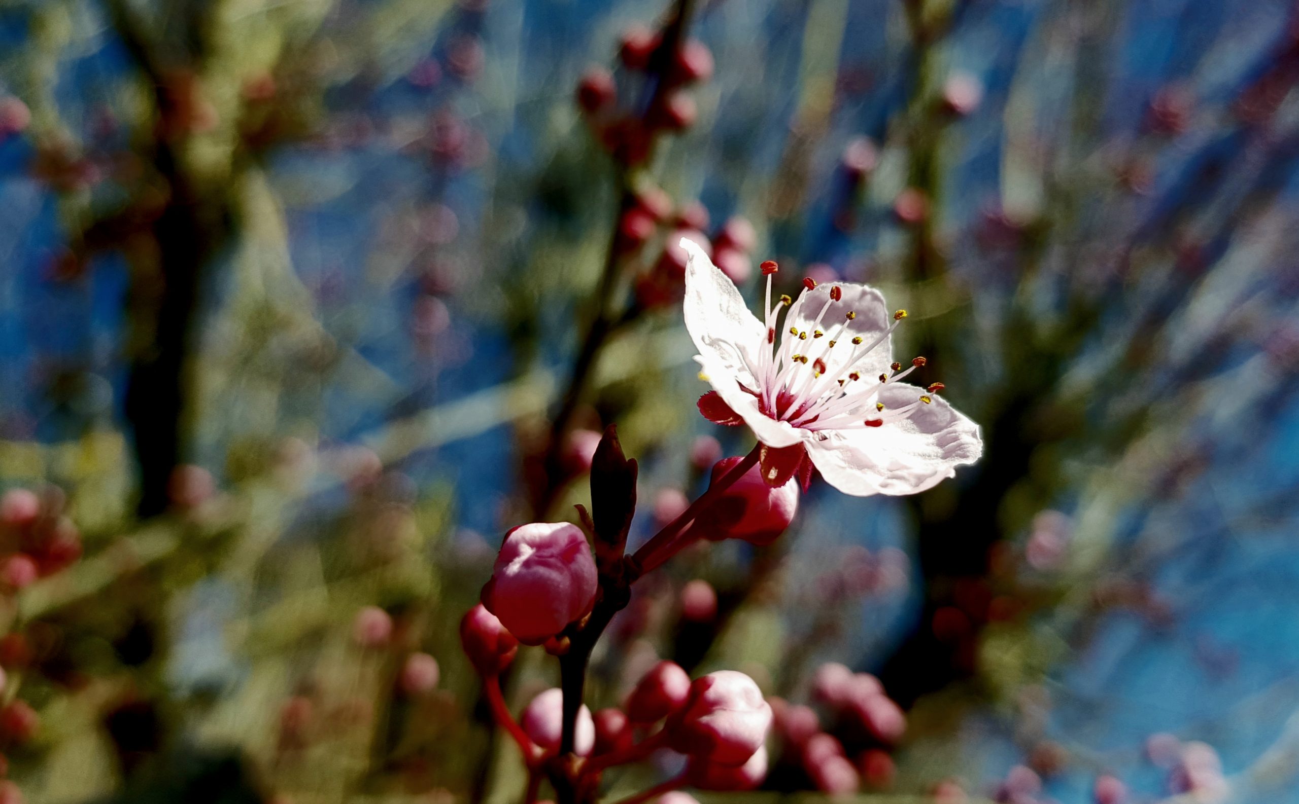 Fleur de cerisier